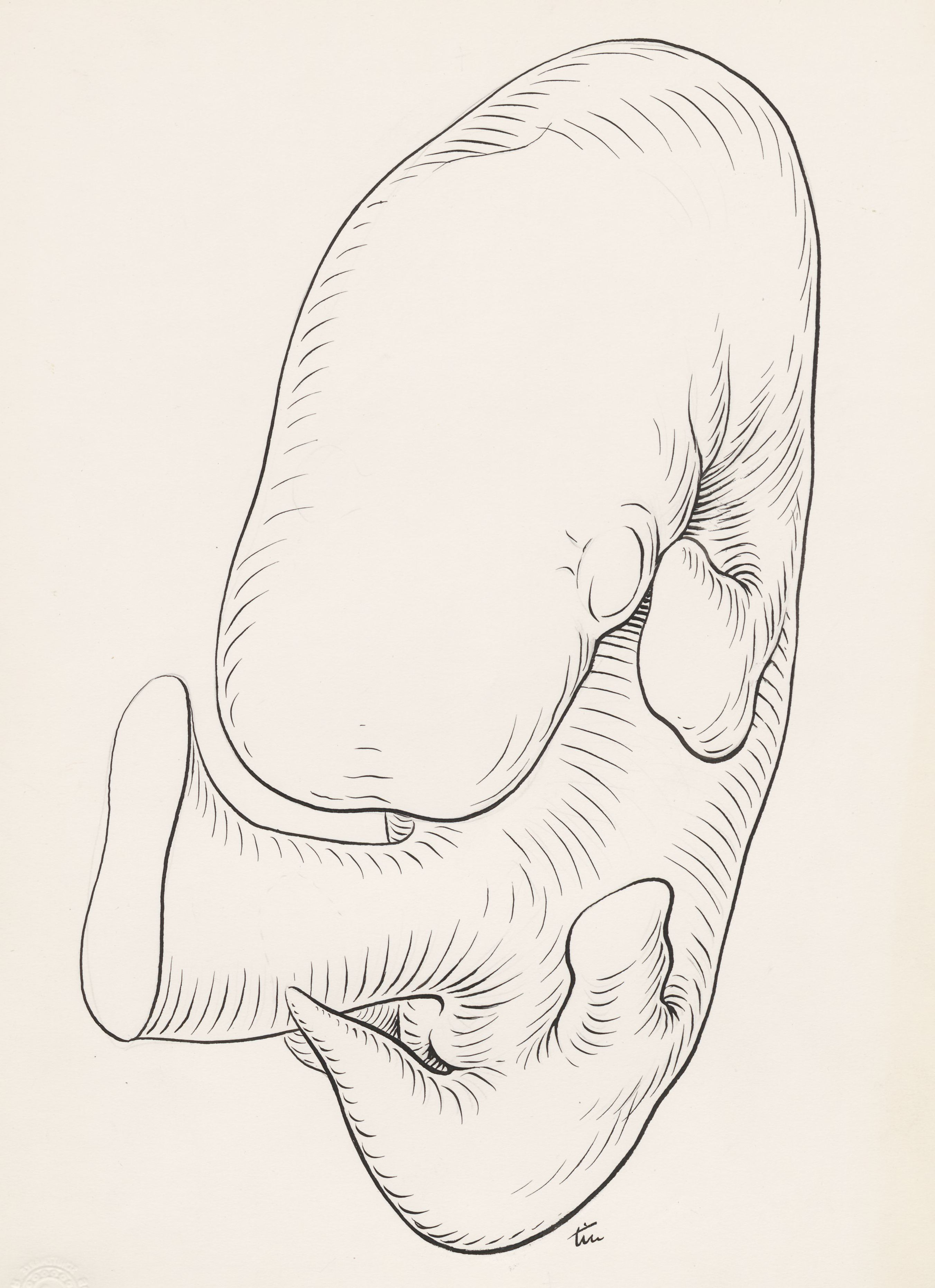 Human embryo