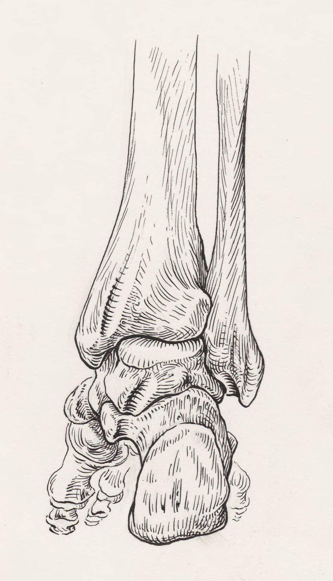 Ankle and foot bones seen from behind