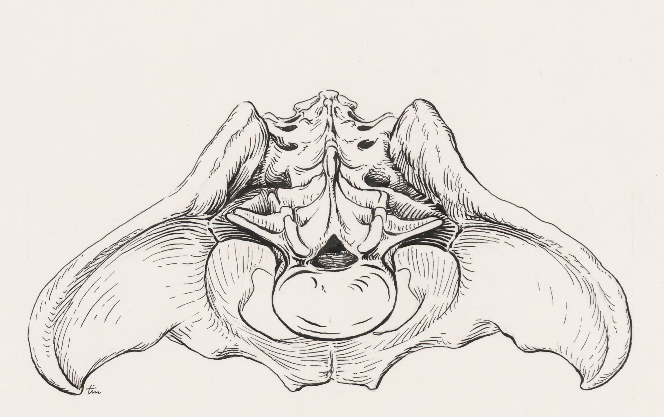 Pelvis, frontal view