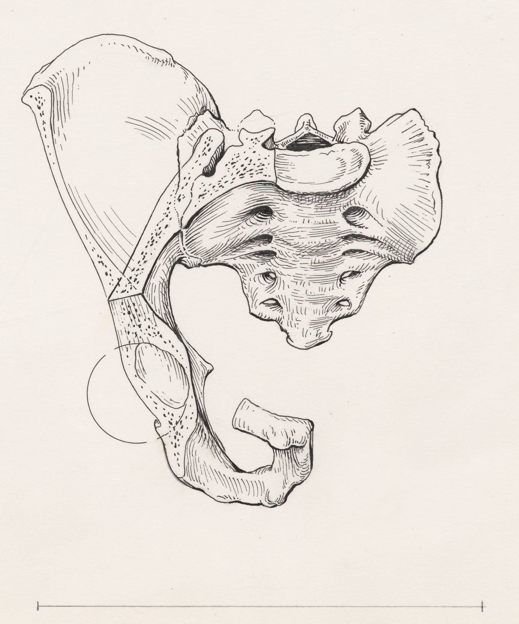Cross section of the pelvis