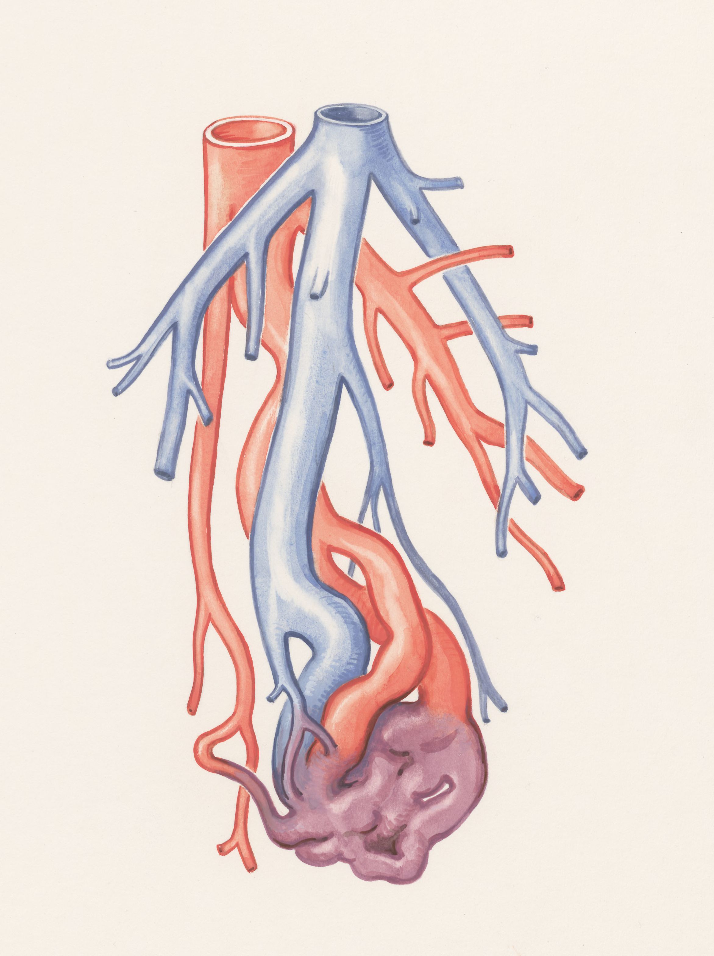 Vein branches