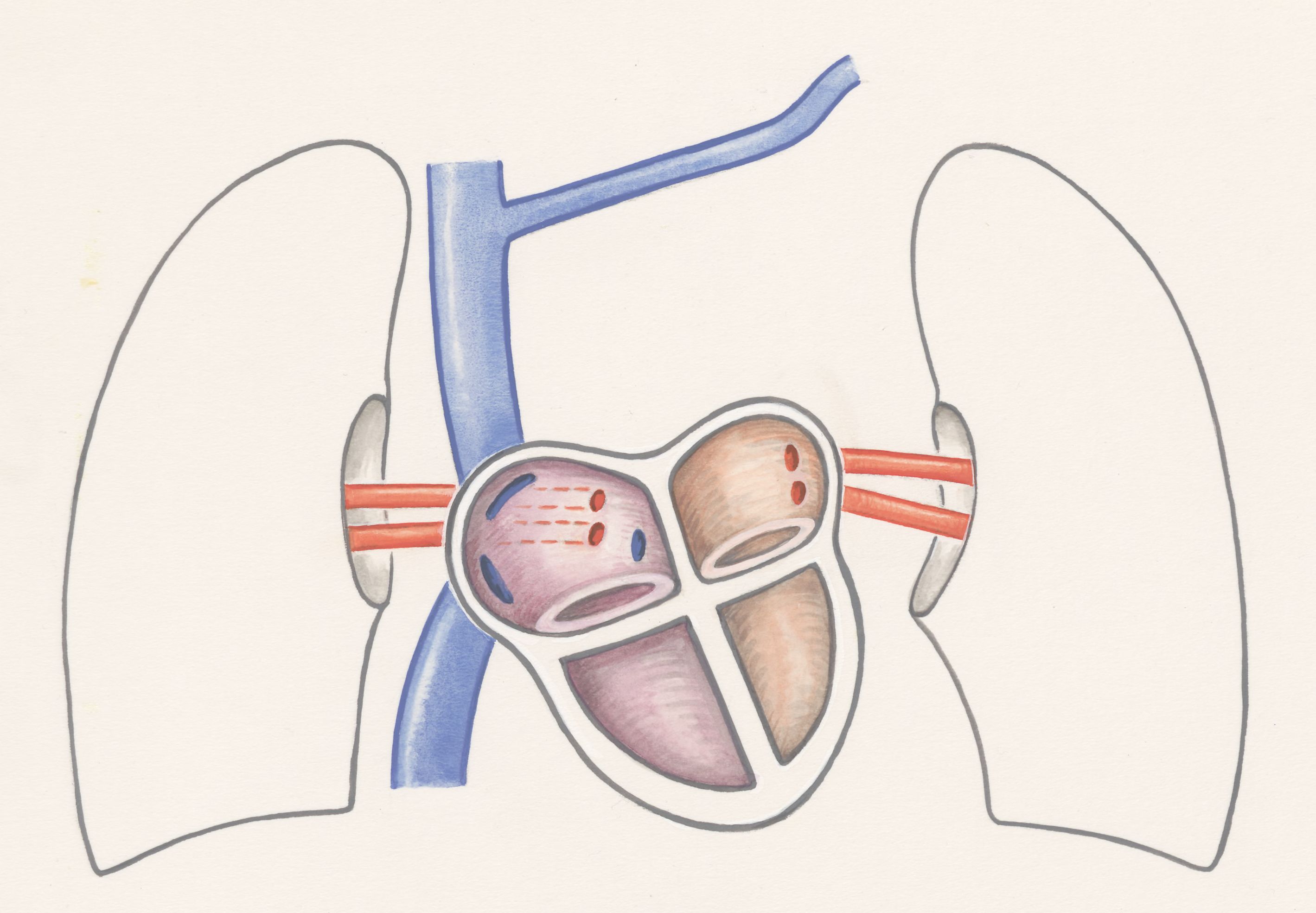 Arteries of the heart and adjacent organs