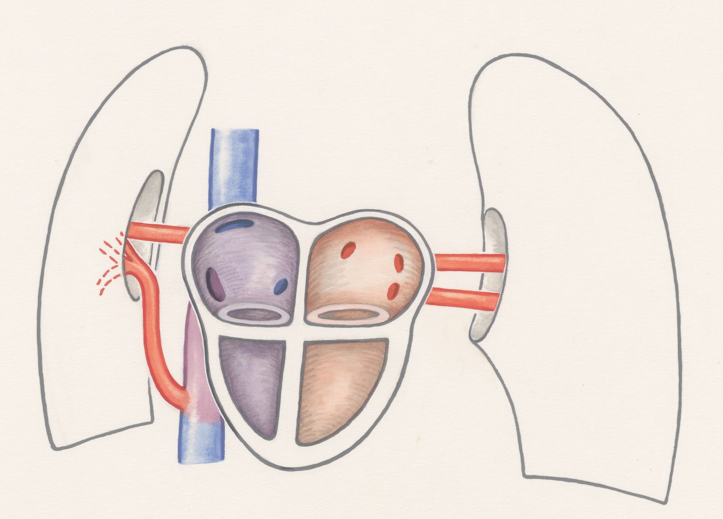 Arteries of the heart and adjacent organs