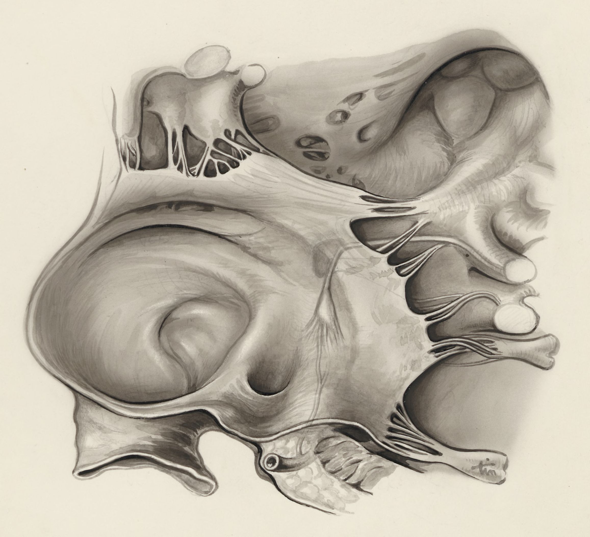 Tissue of the embryonic heart