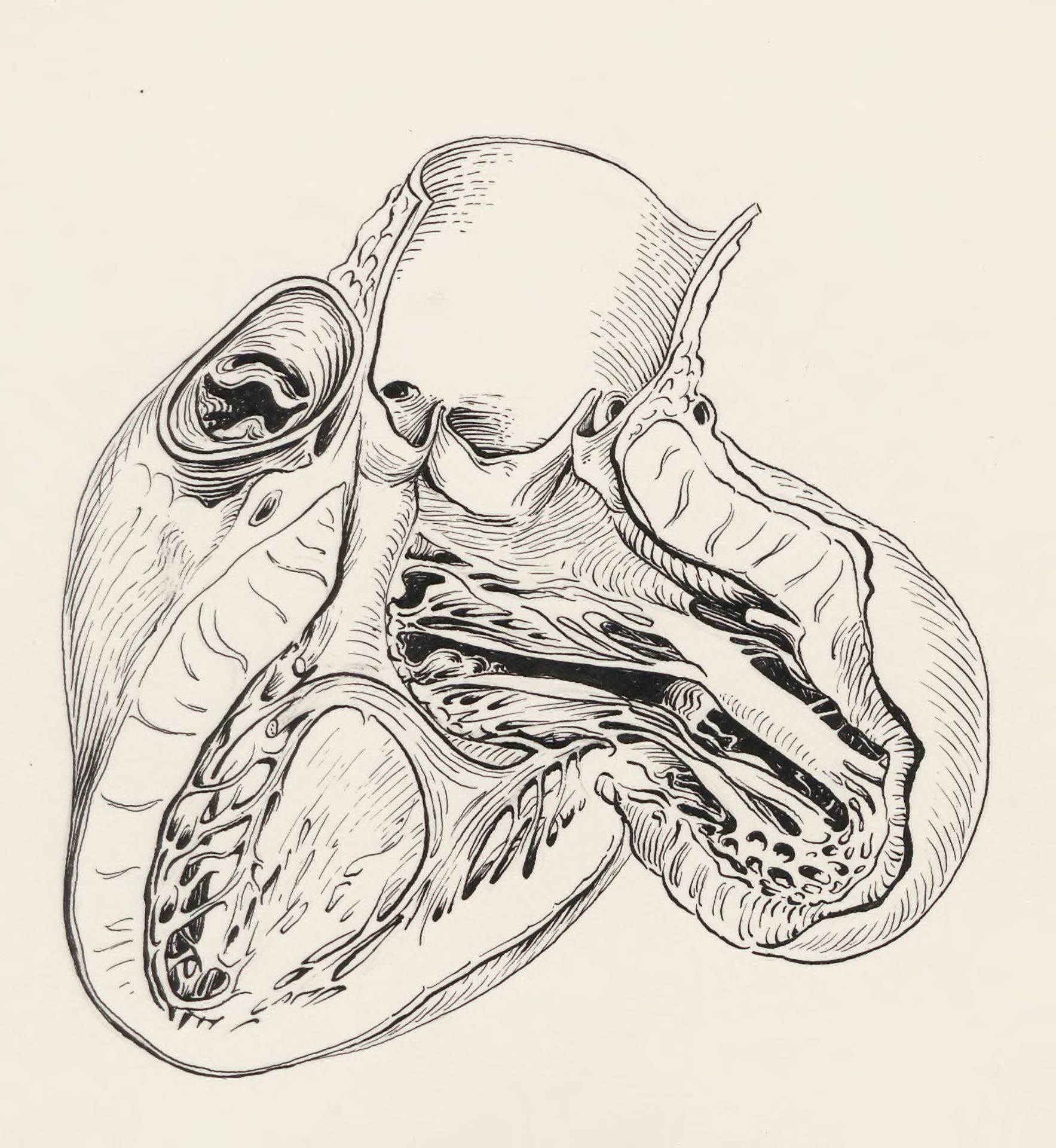 Tissue of the embryonic heart