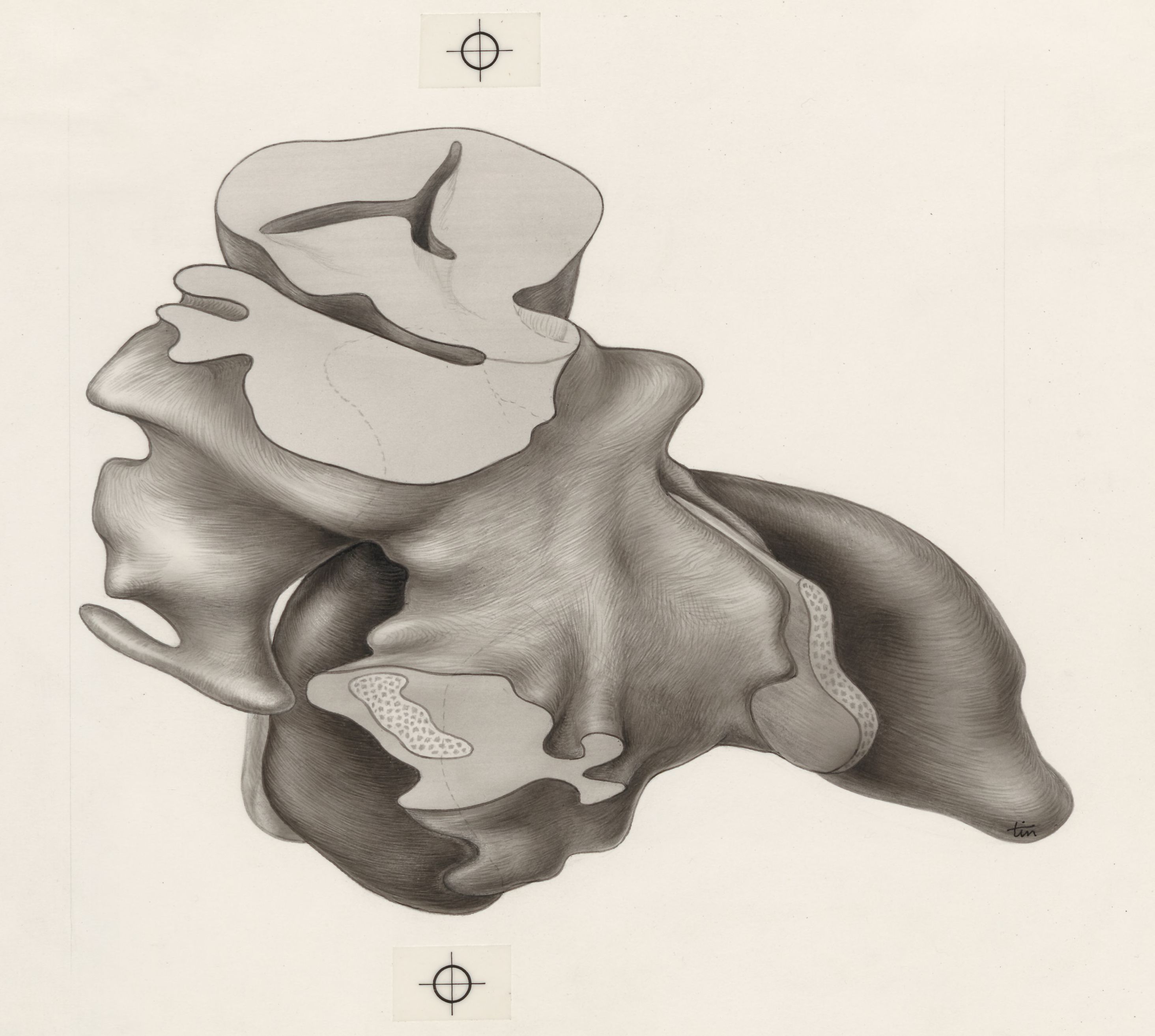 Tissue of the human embryo