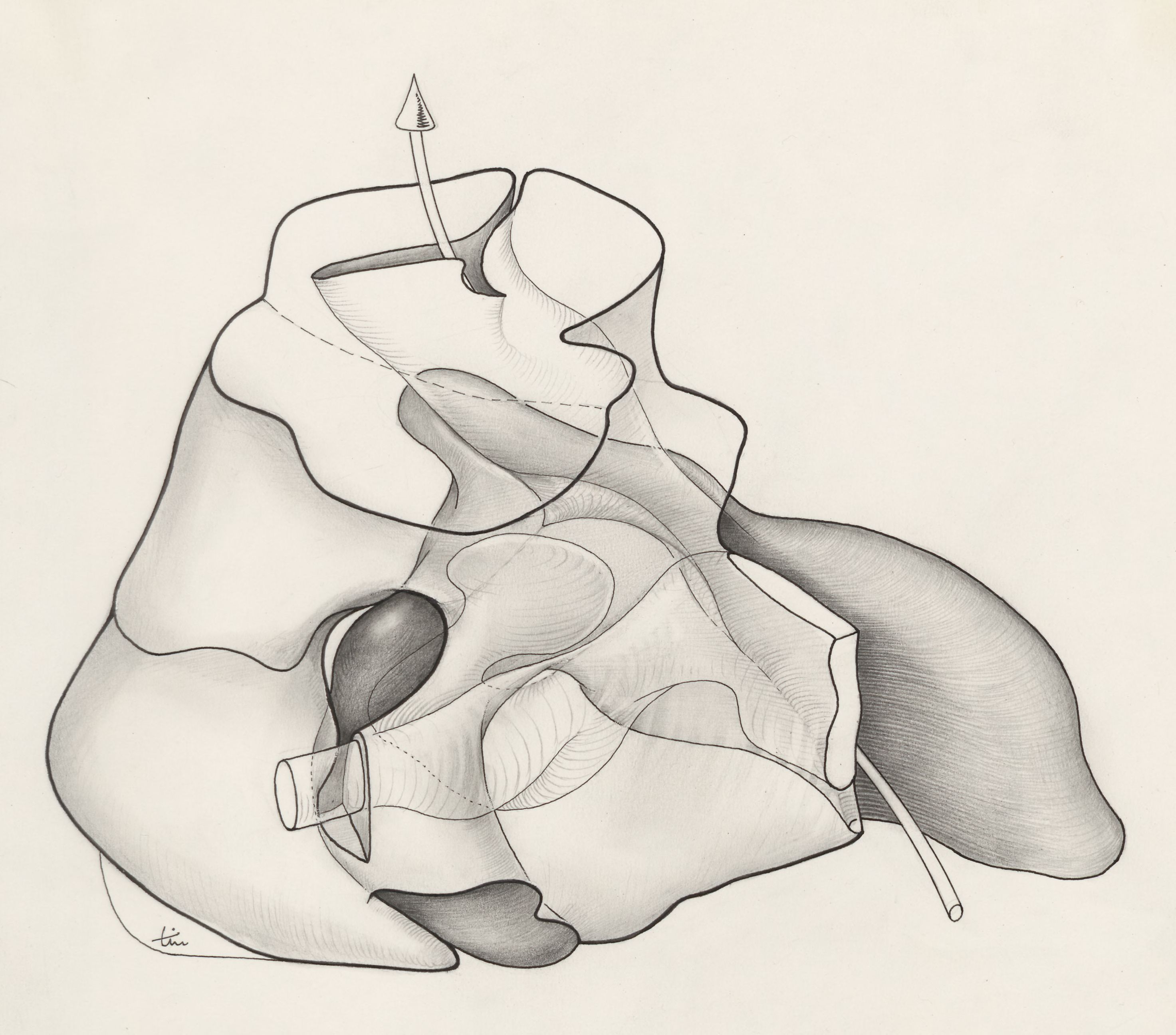 Tissue of the human embryo