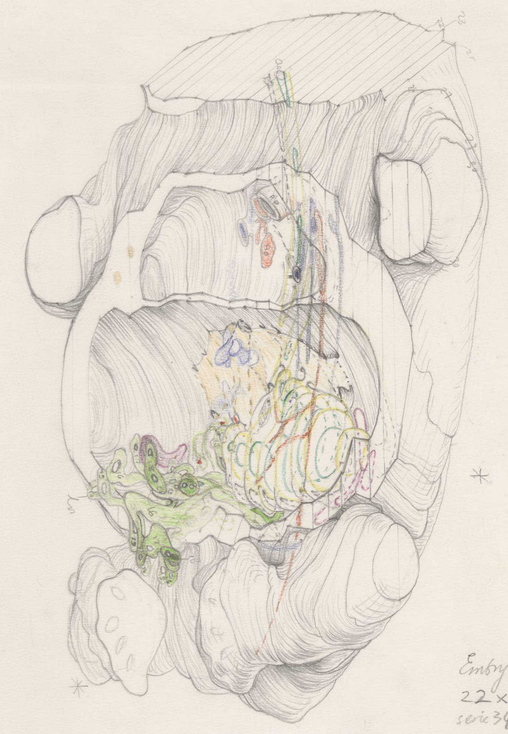 Ultrasound of the human embryo