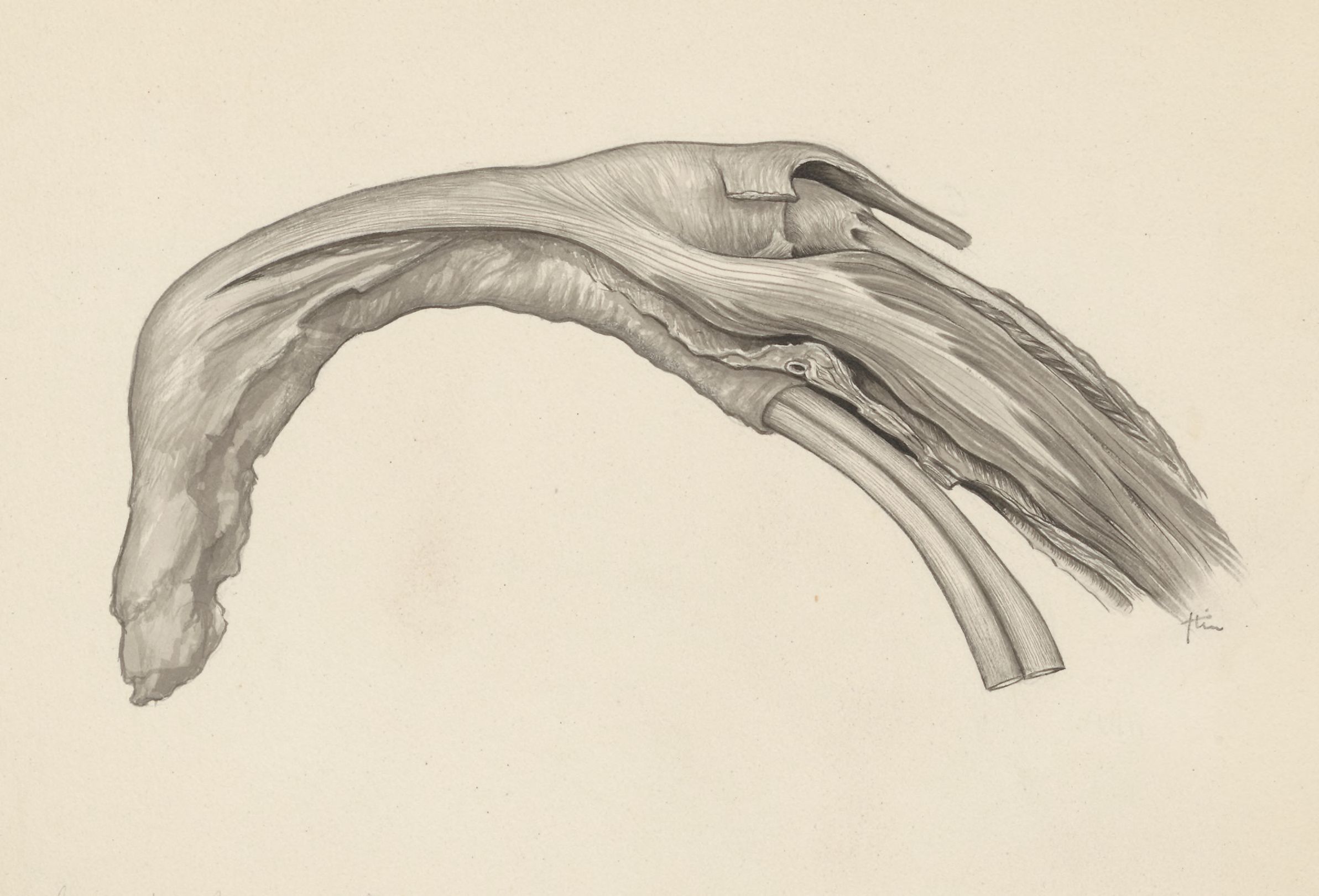 Musculoskeletal system of the upper extremity