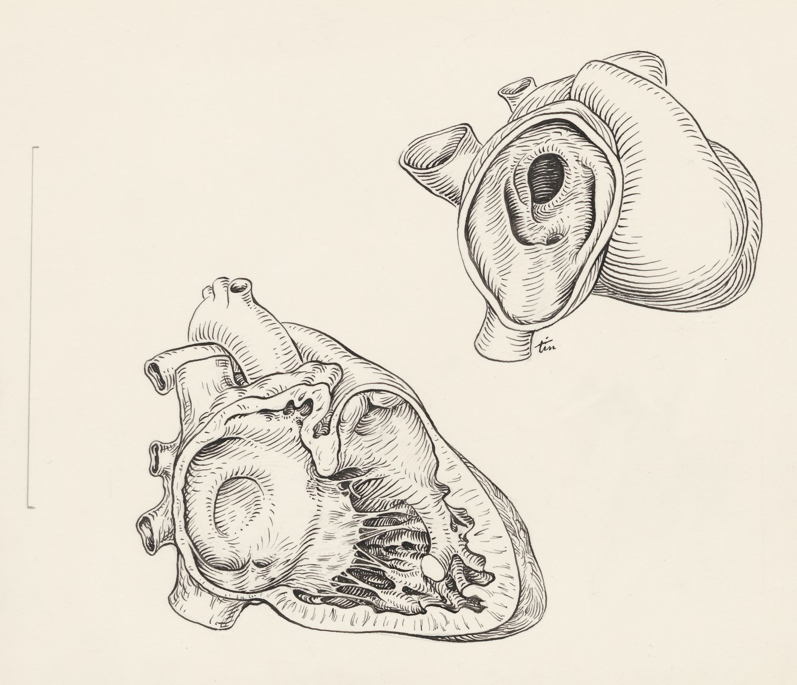 Tissue of the embryonic heart, seen from two sides