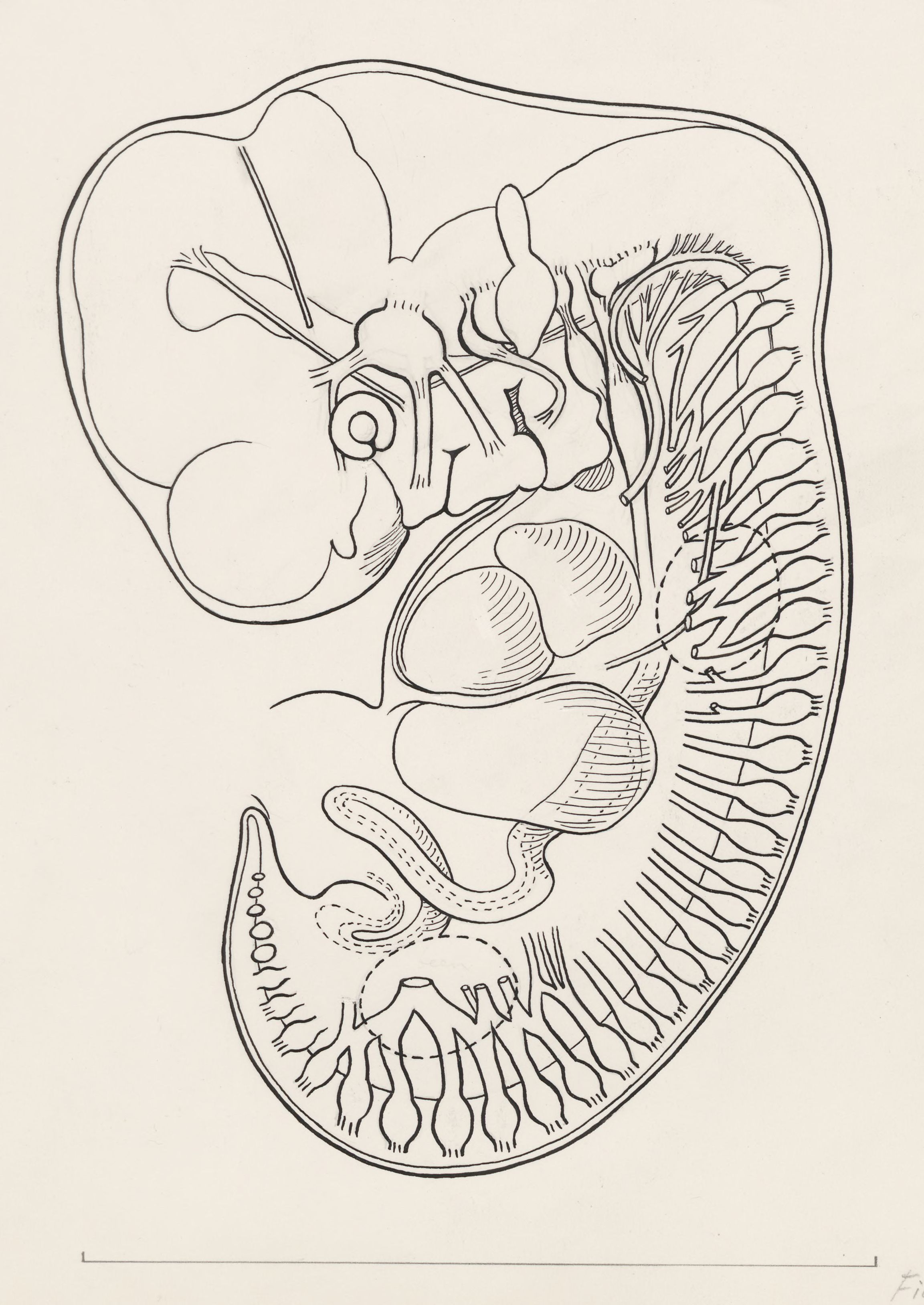 Cross section of the human embryo