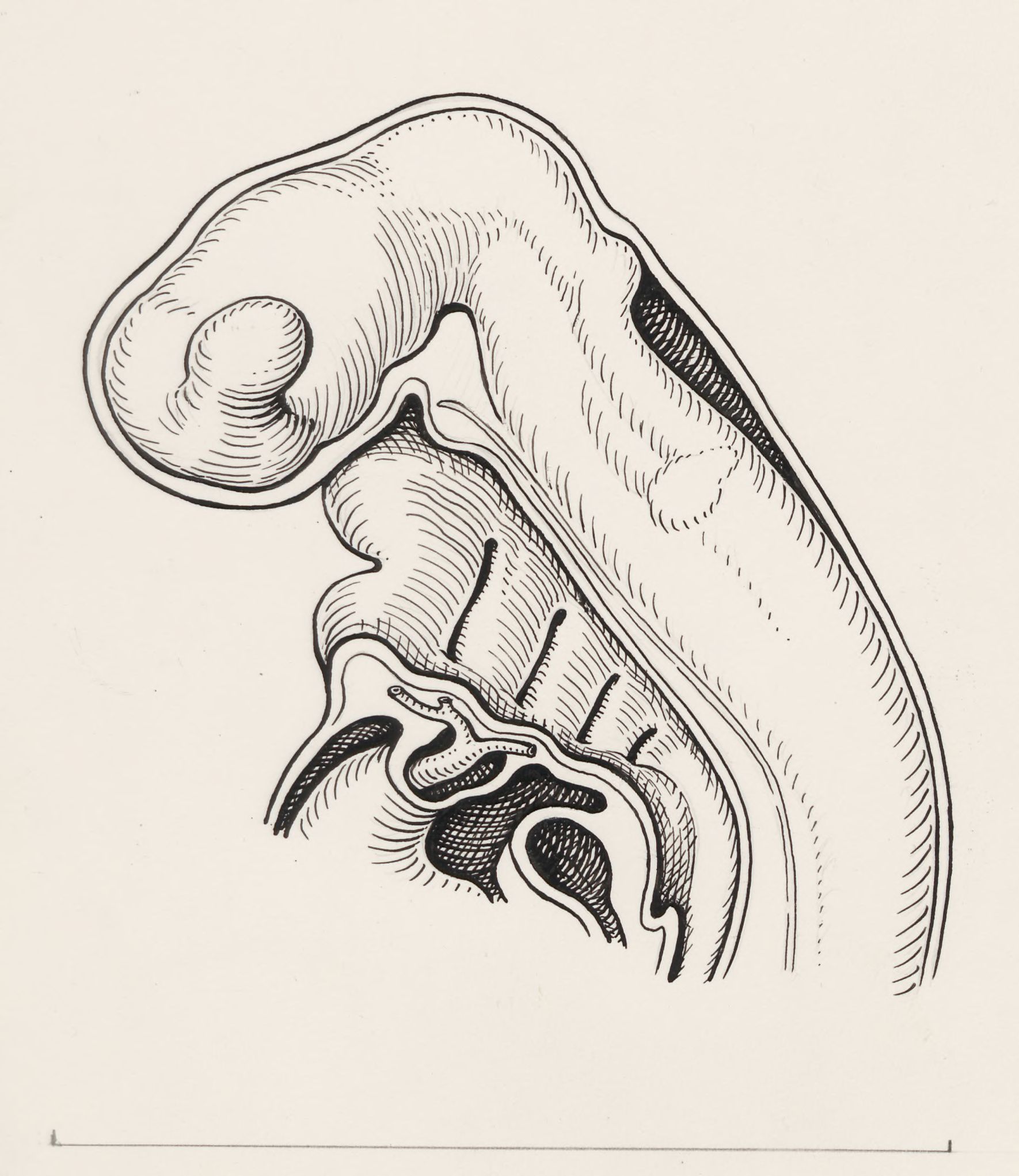 Tissue relating to the throat