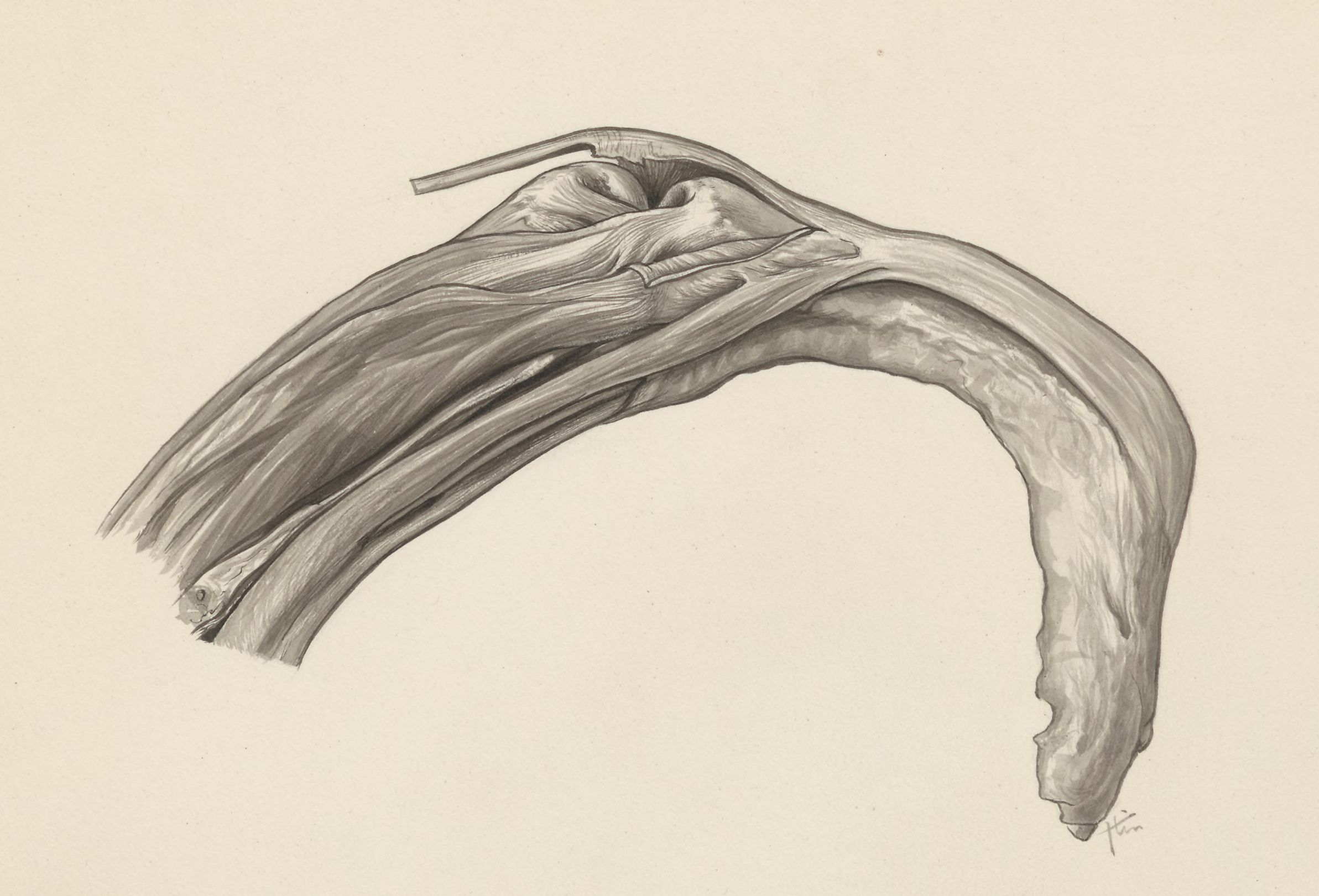 Musculoskeletal system of the upper extremity