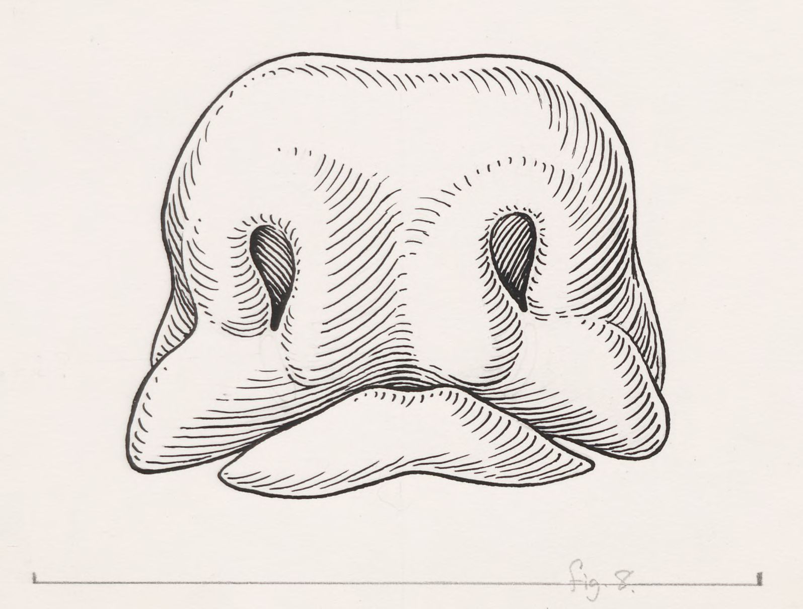 Muzzle of a mammal
