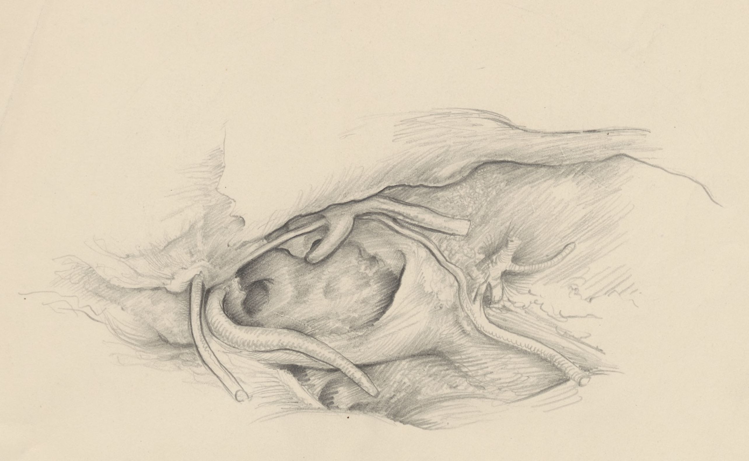 Embryonic tissue