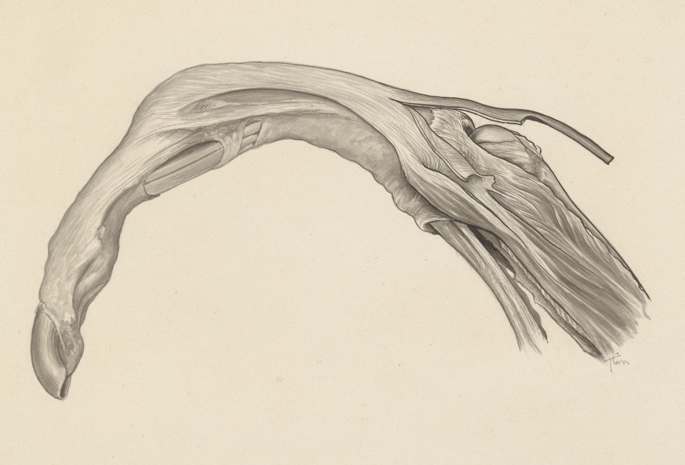 Musculoskeletal system of the upper extremity