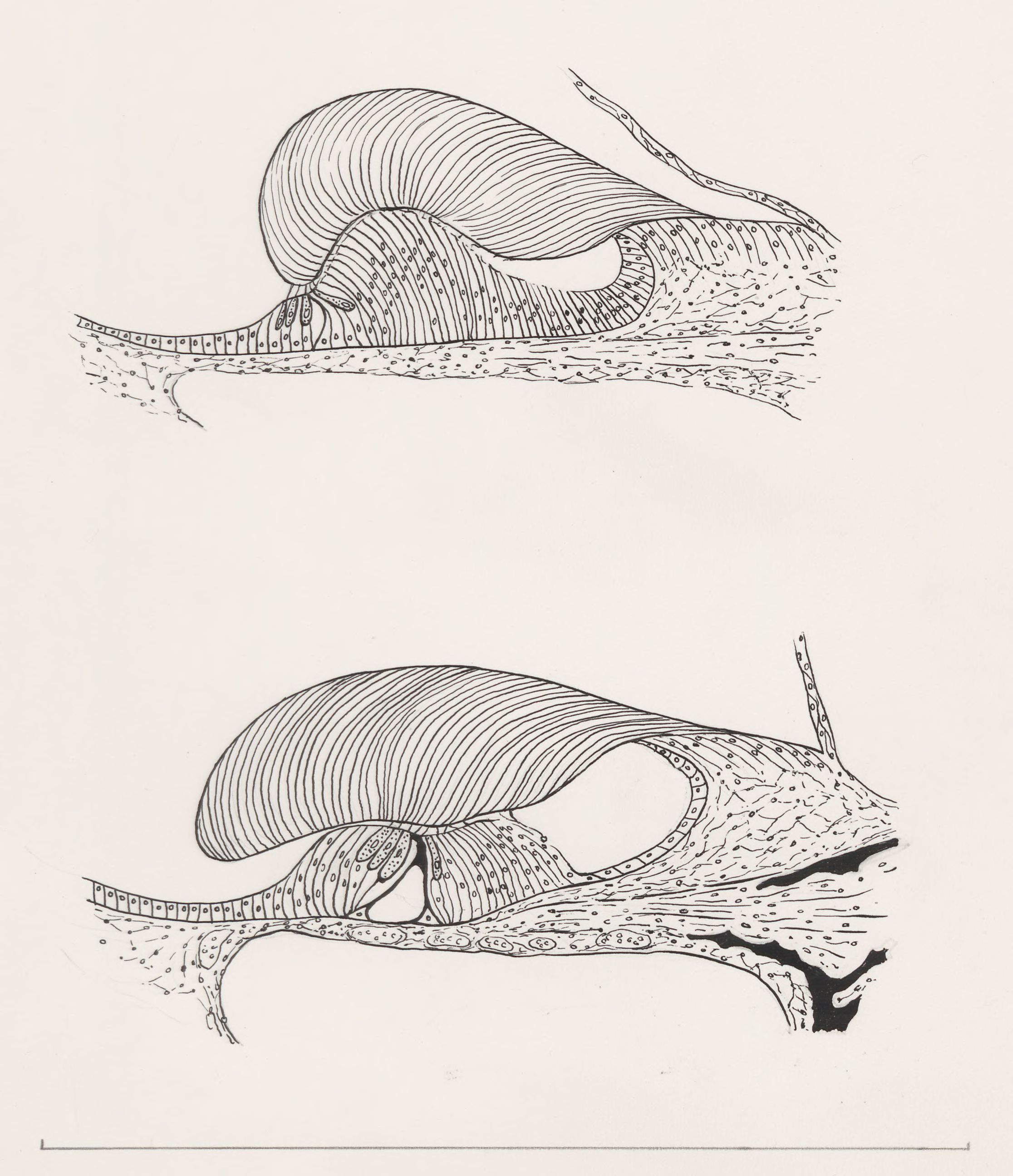 Cell structures relating to the human eye