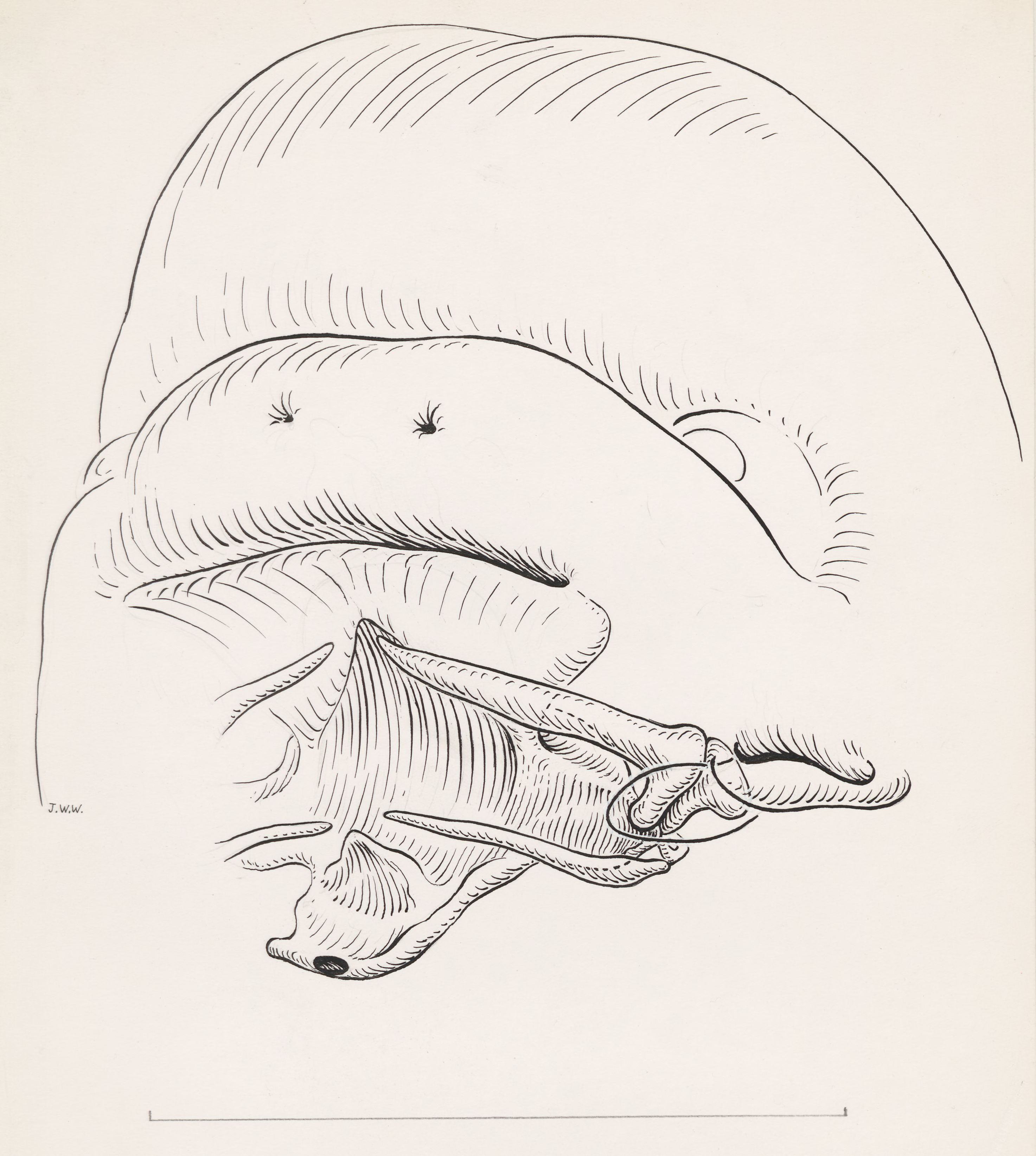Throat of the human embryo