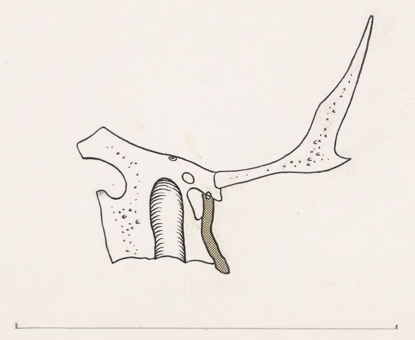 Tissue relating to the throat
