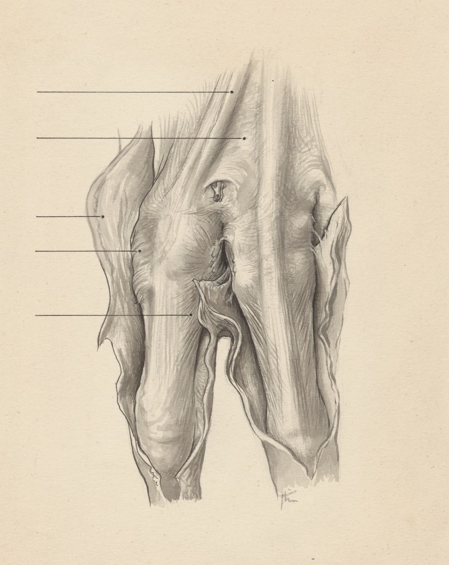 Musculoskeletal system of the upper extremity