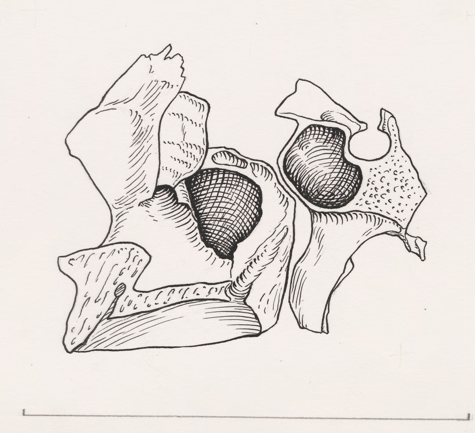 Tissue relating to the throat