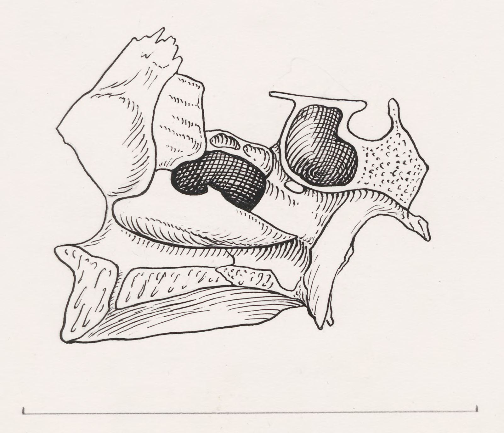 Tissue relating to the throat