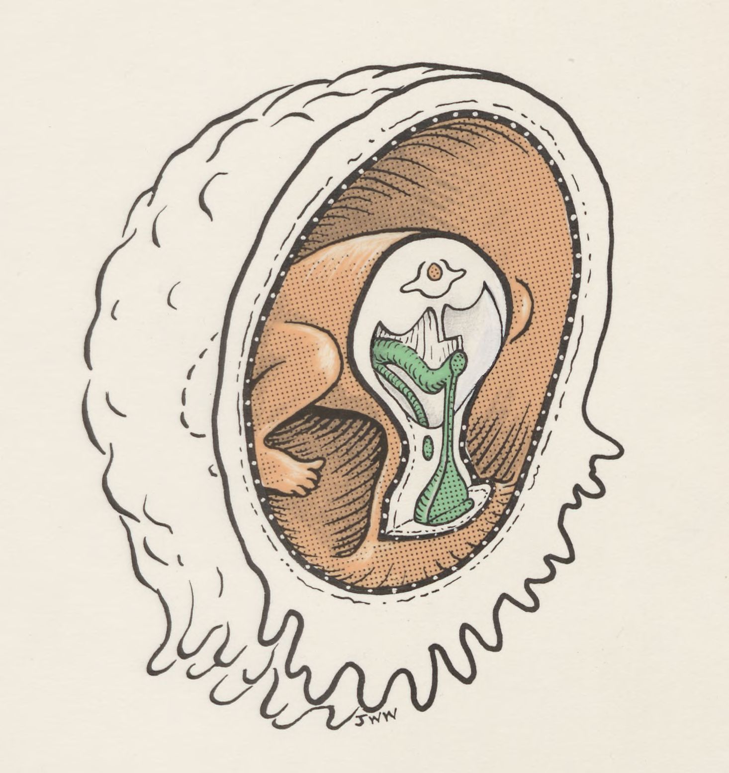 Cross section of embryonic tissue