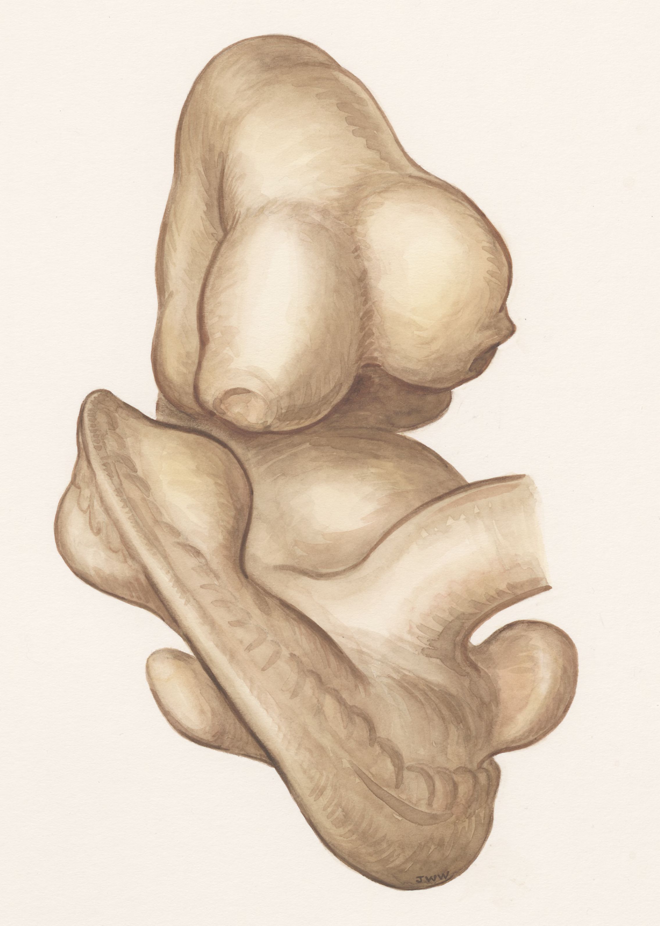 Rat embryo