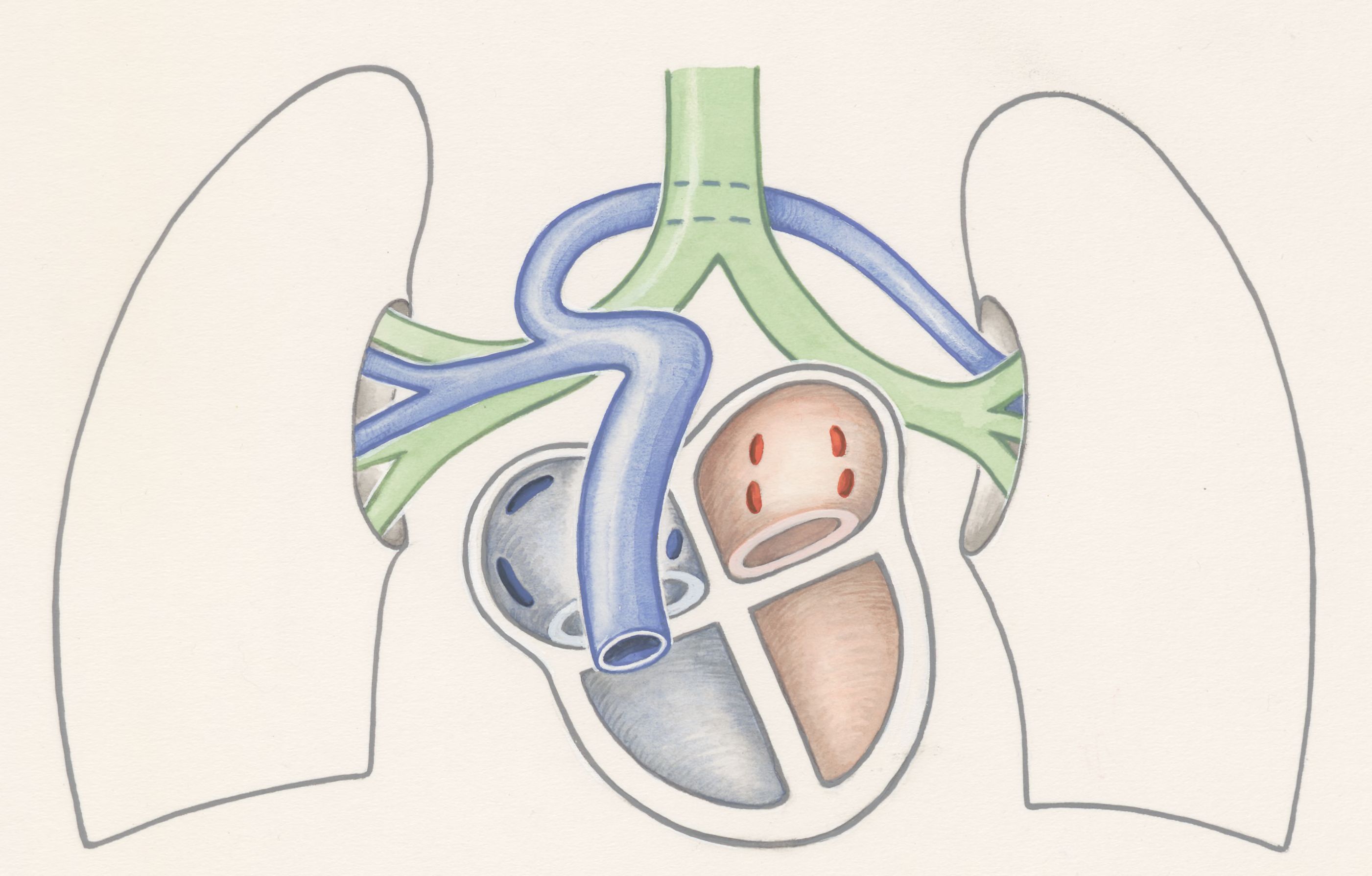 Arteries of the heart and adjacent organs