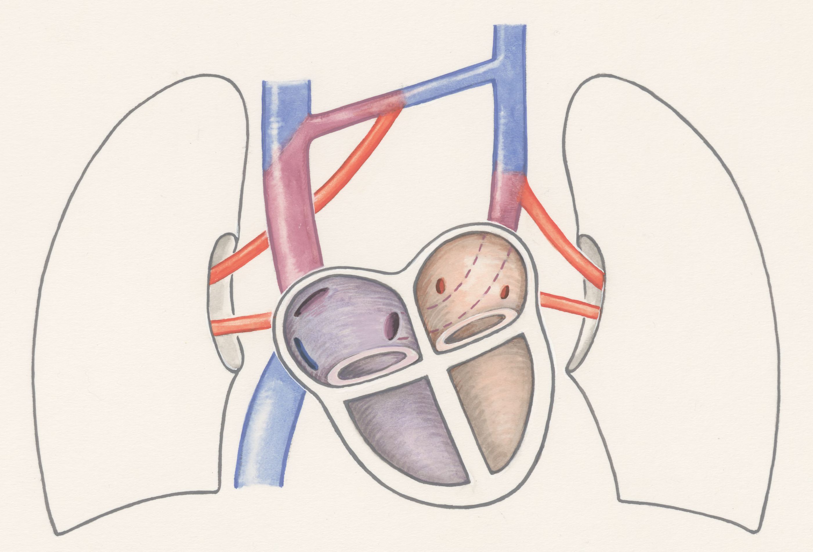 Arteries of the heart and adjacent organs