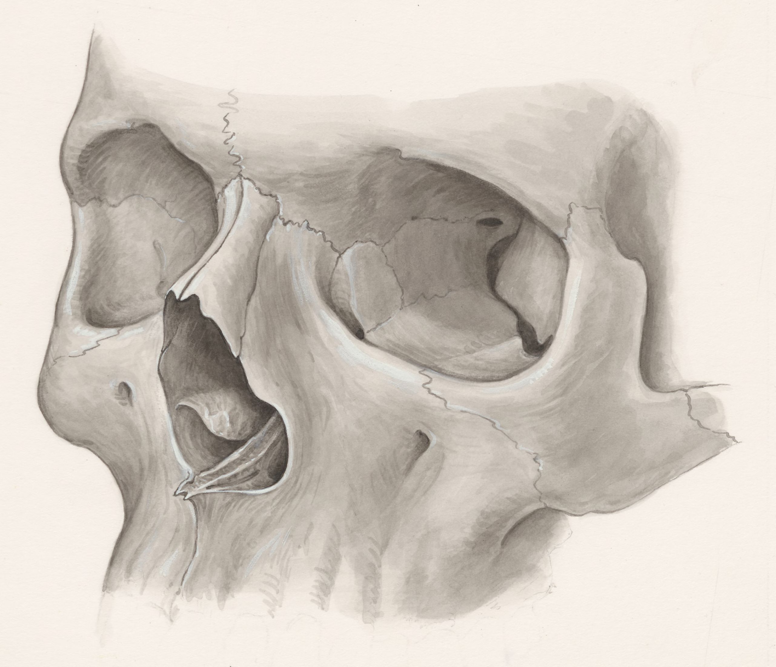 Frontal view of the human skull