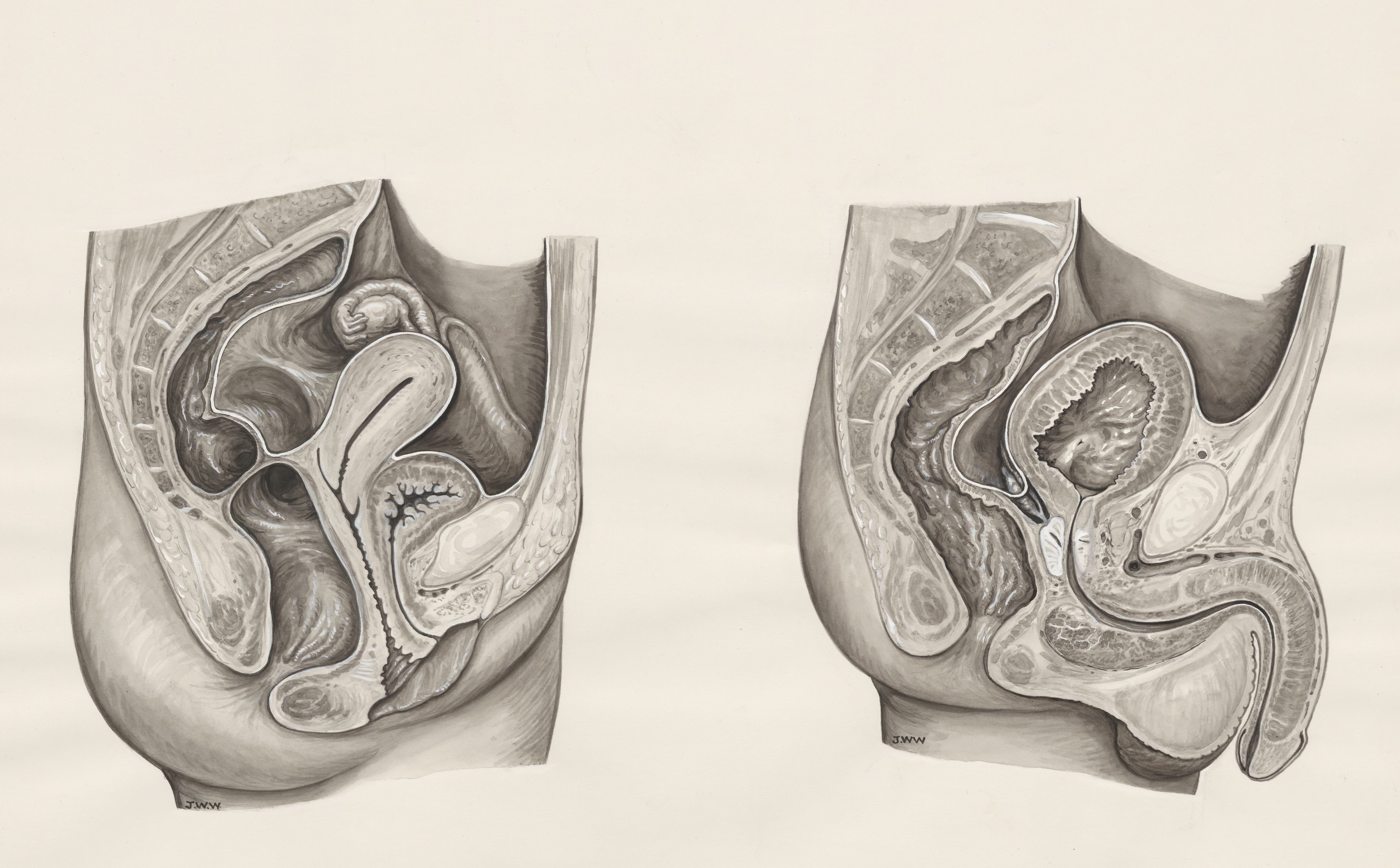 Cross section of the male and female urogenital system