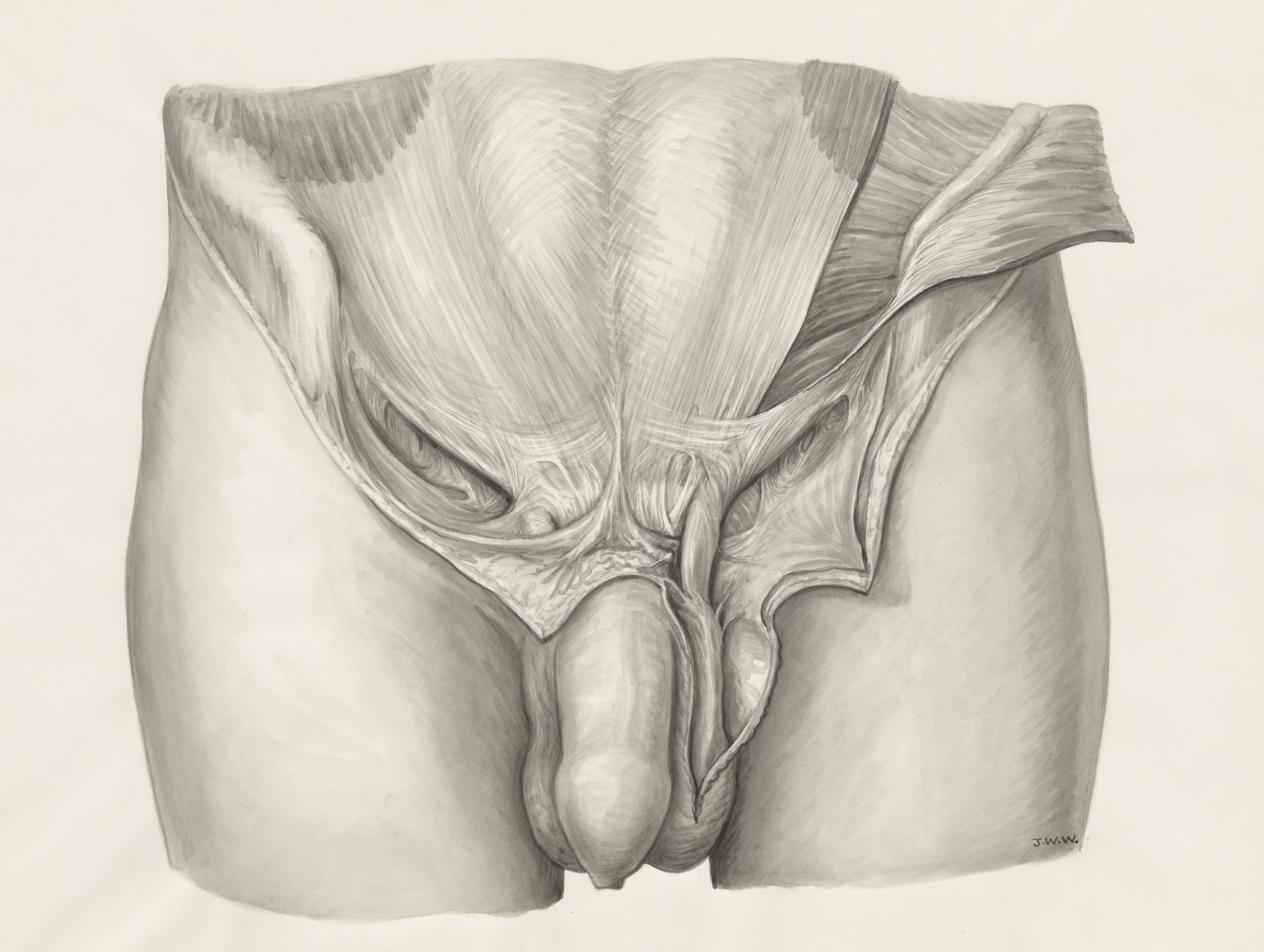 Muscular tissue of the male abdomen