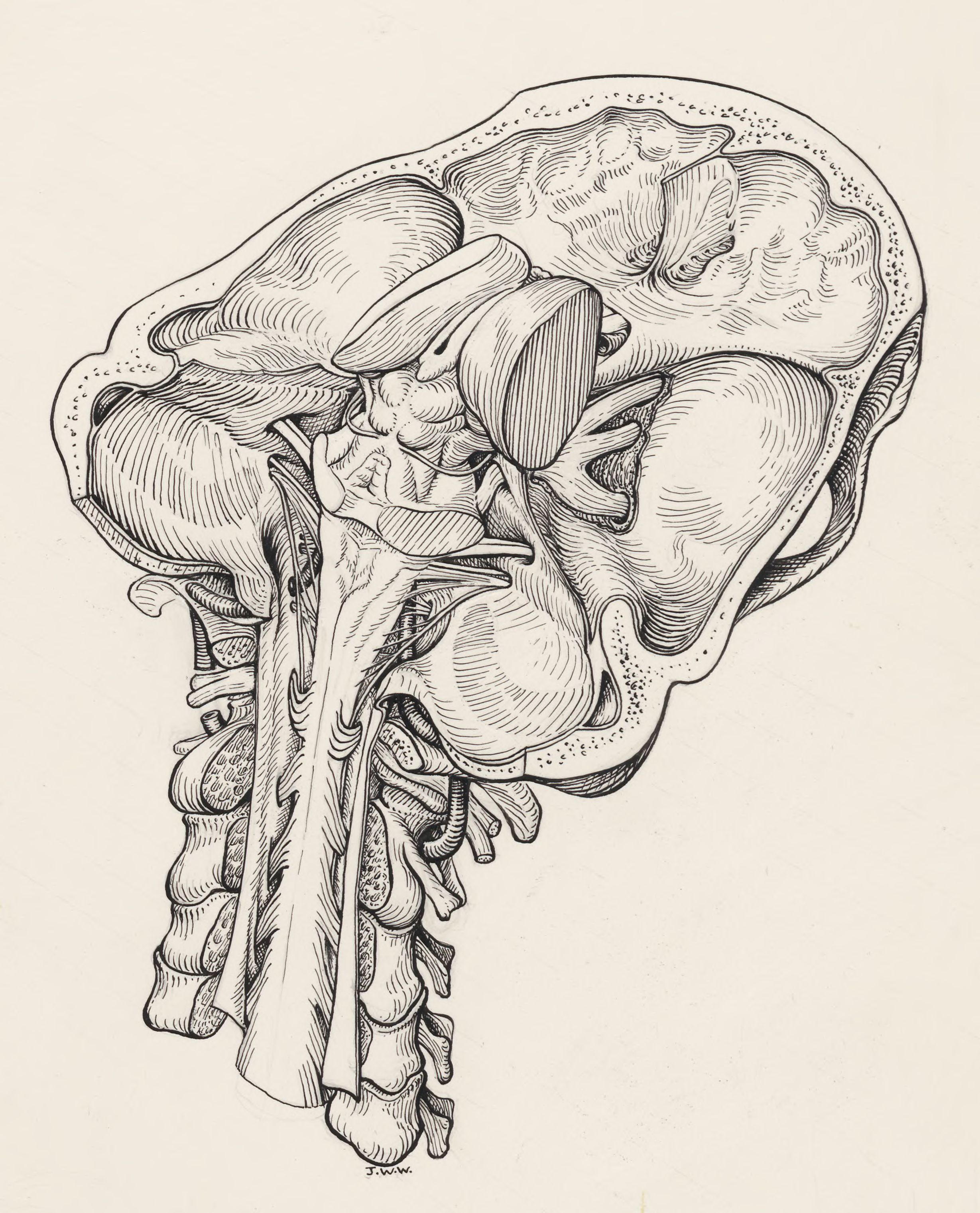 Part of the human anatomy
