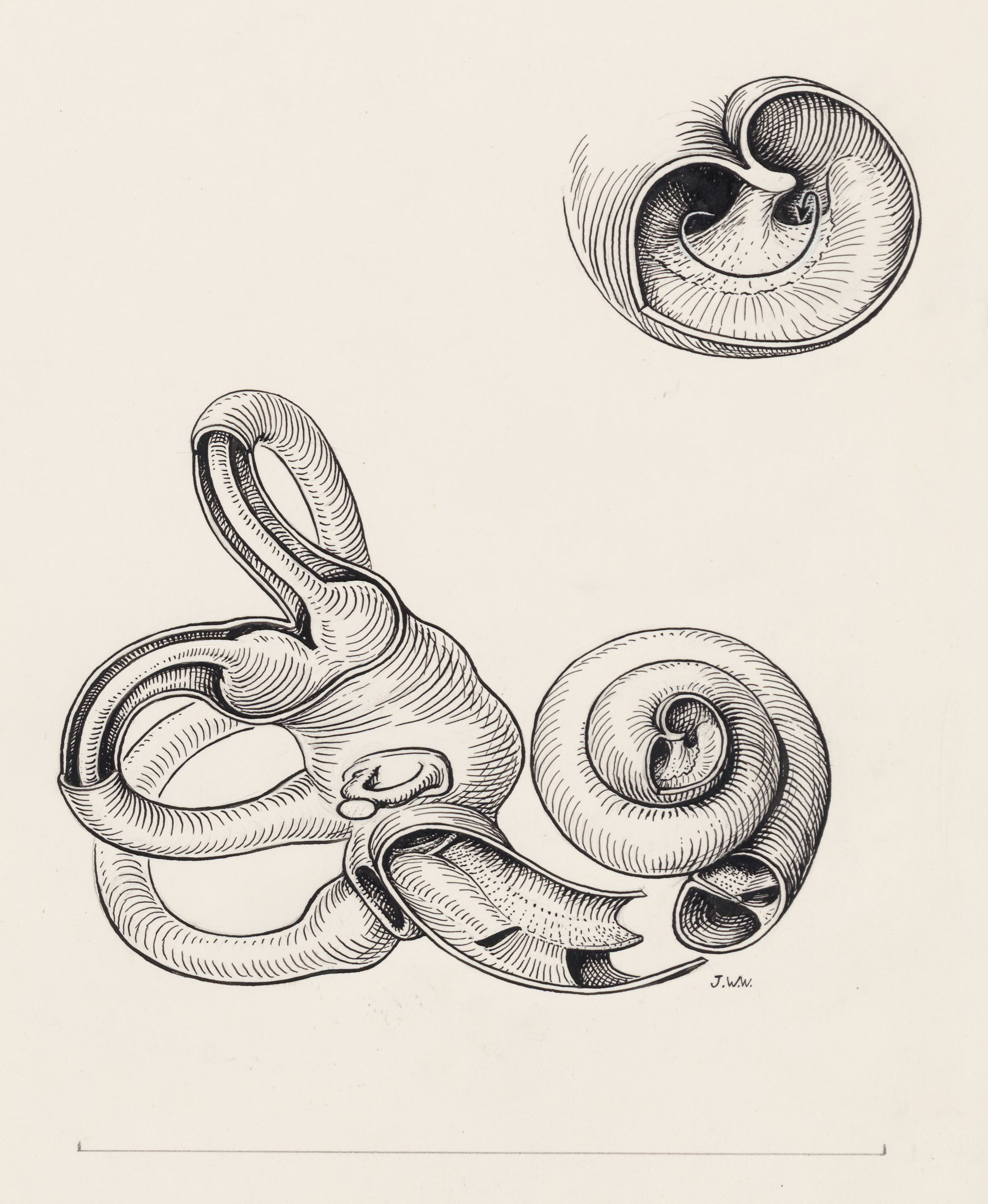 Urogenital or intestinal tissue
