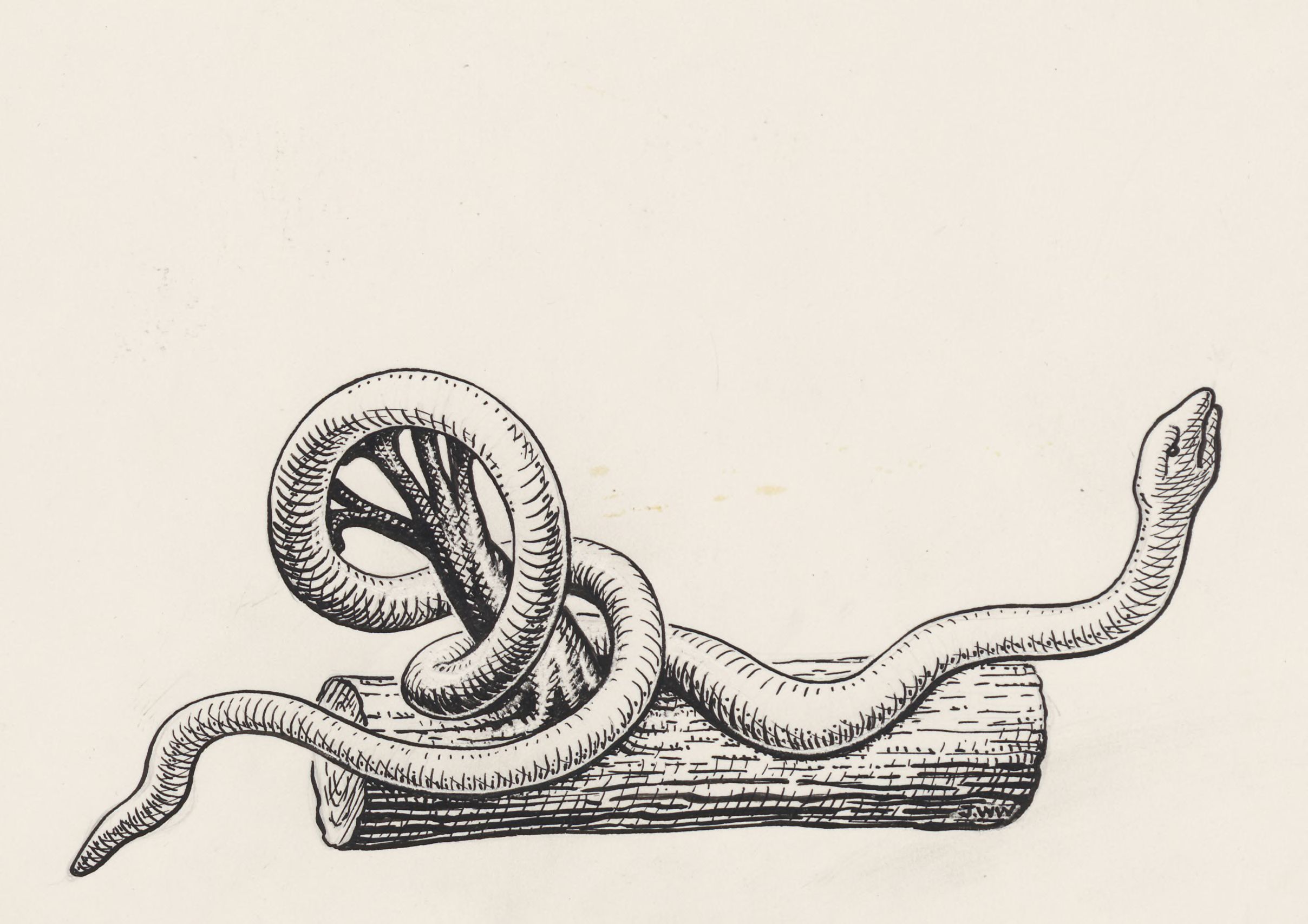 Snake wrapped around a tree trunk