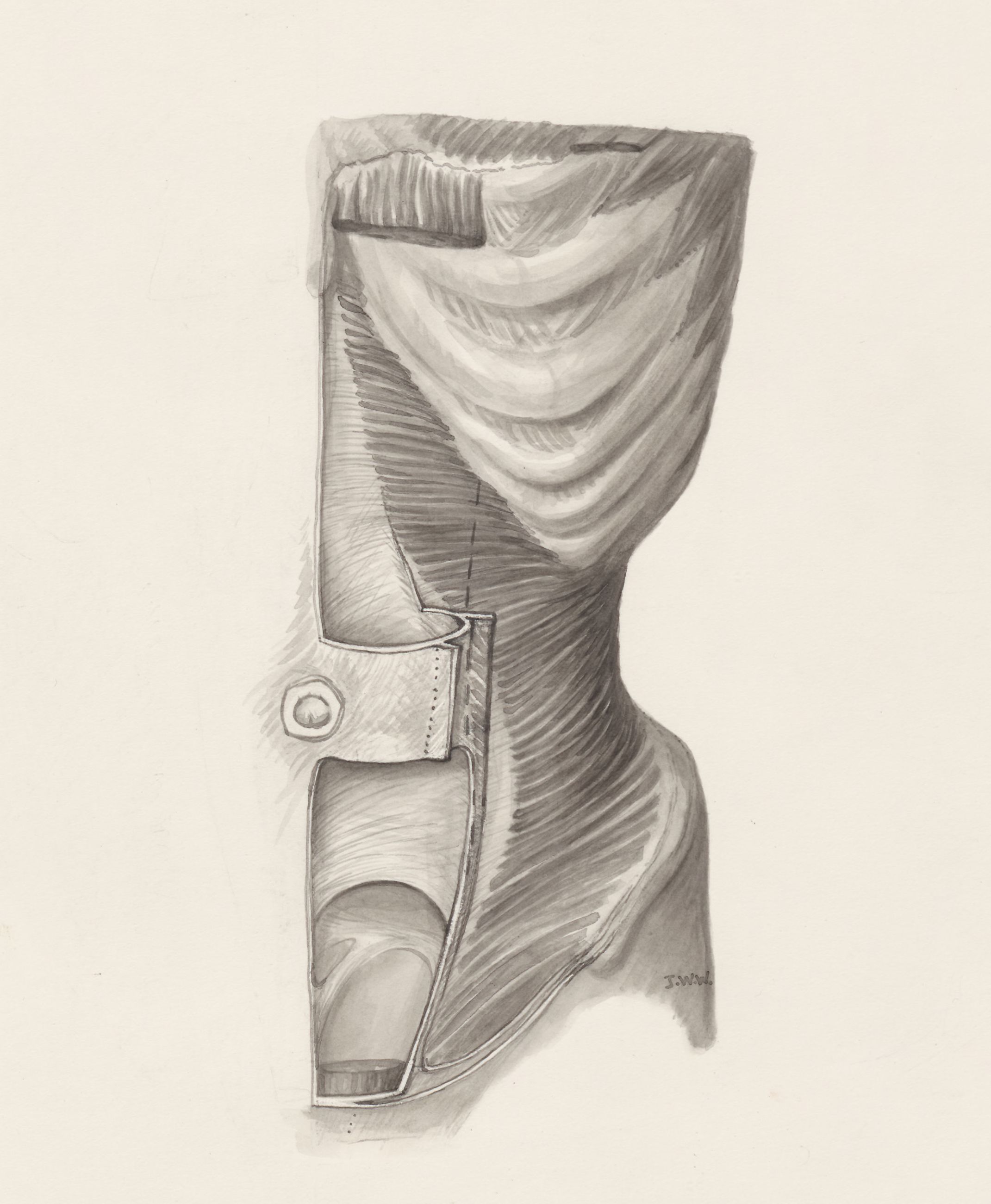 Muscular tissue of the abdomen