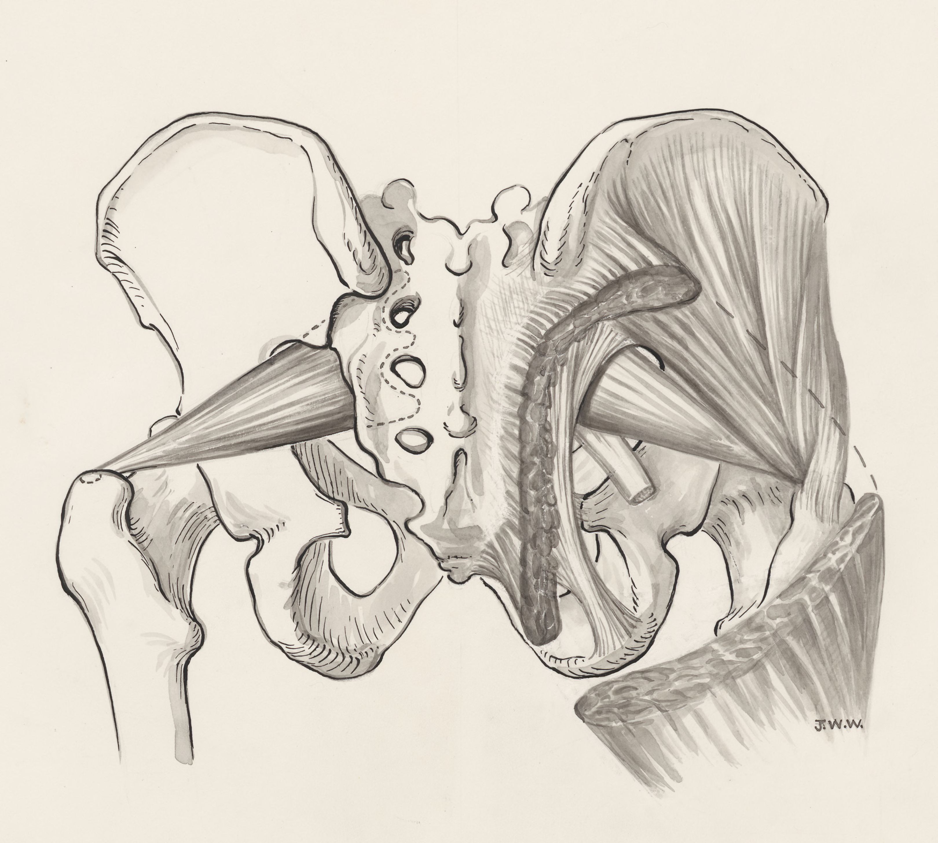 Muscular tissue of the pelvis
