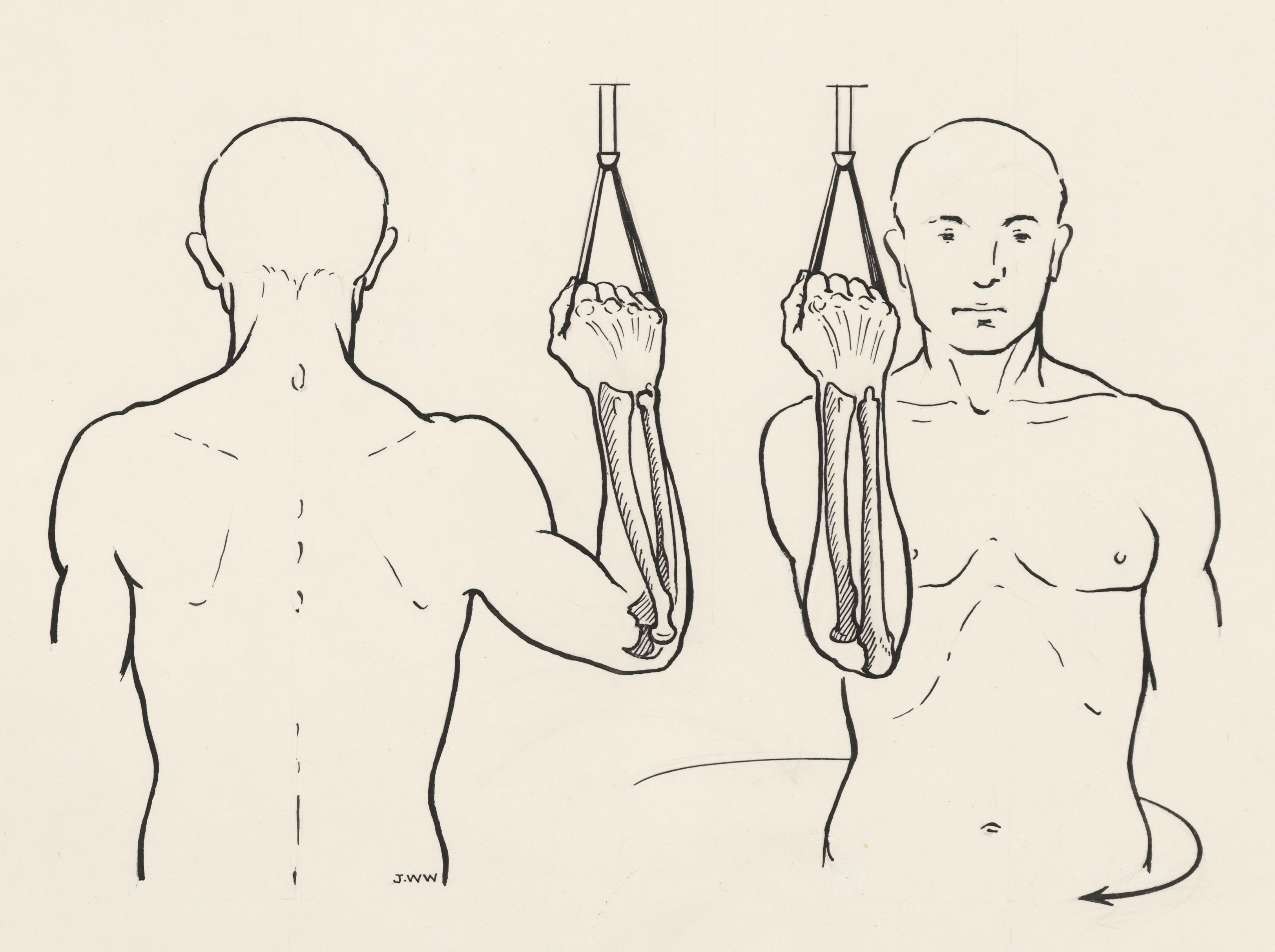 Movement of the bones of the male under arm