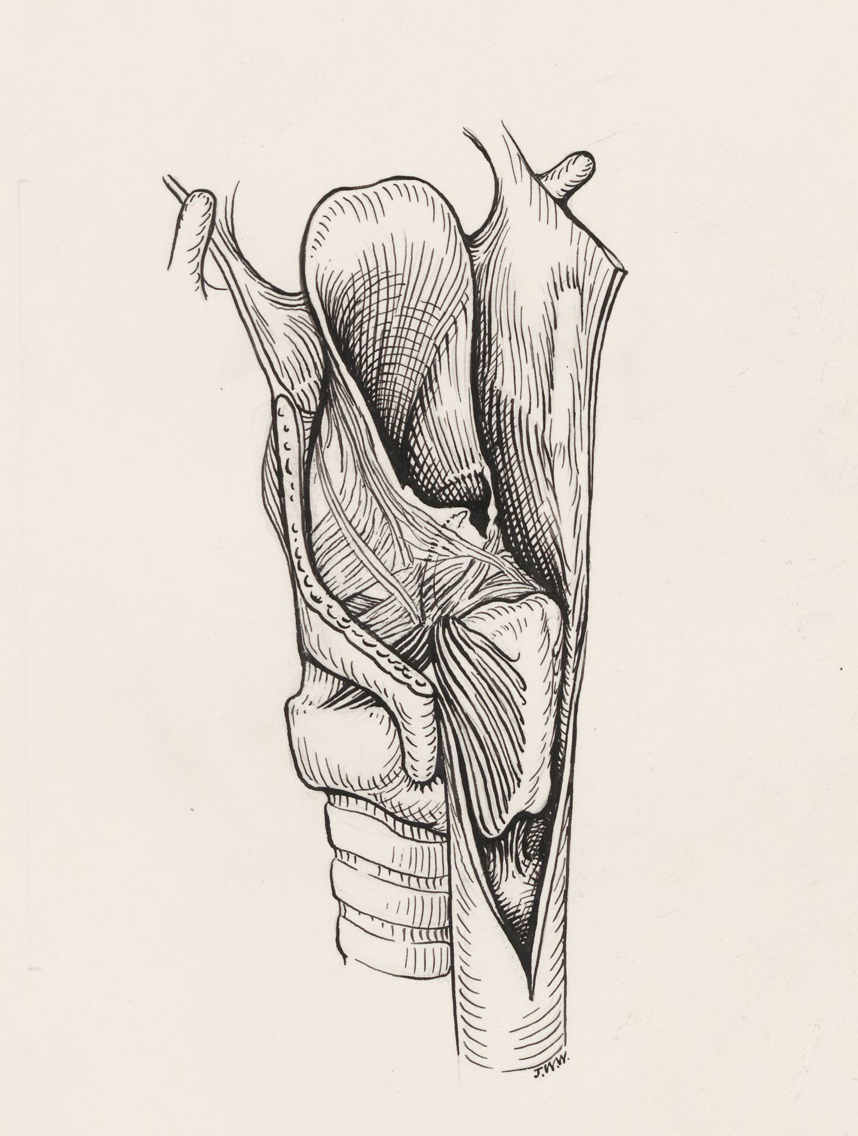 Esophagus