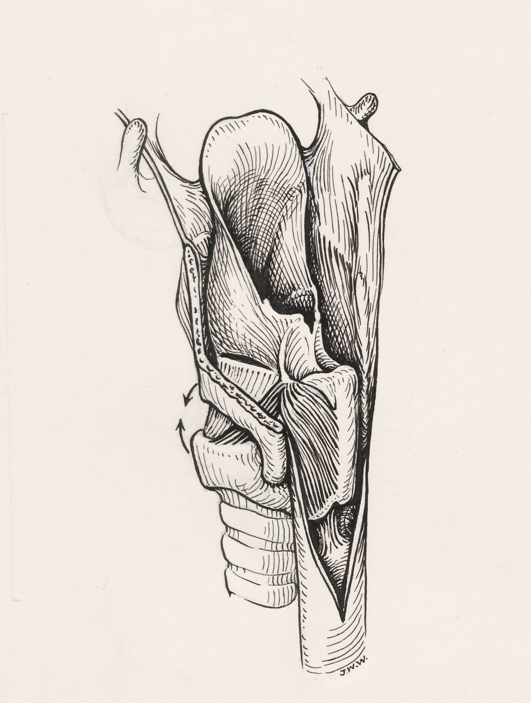 Esophagus