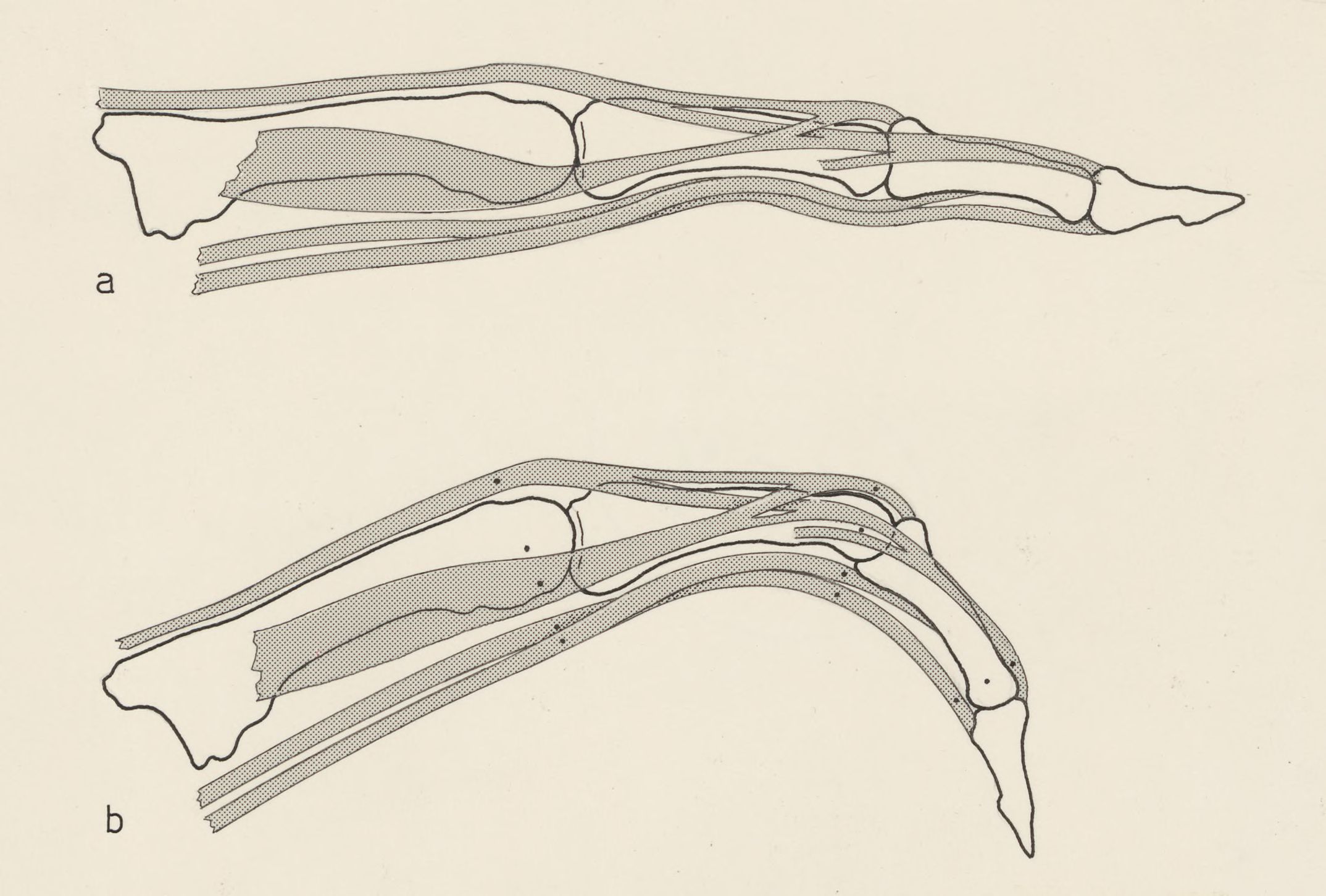 Schematic representation of two fingers