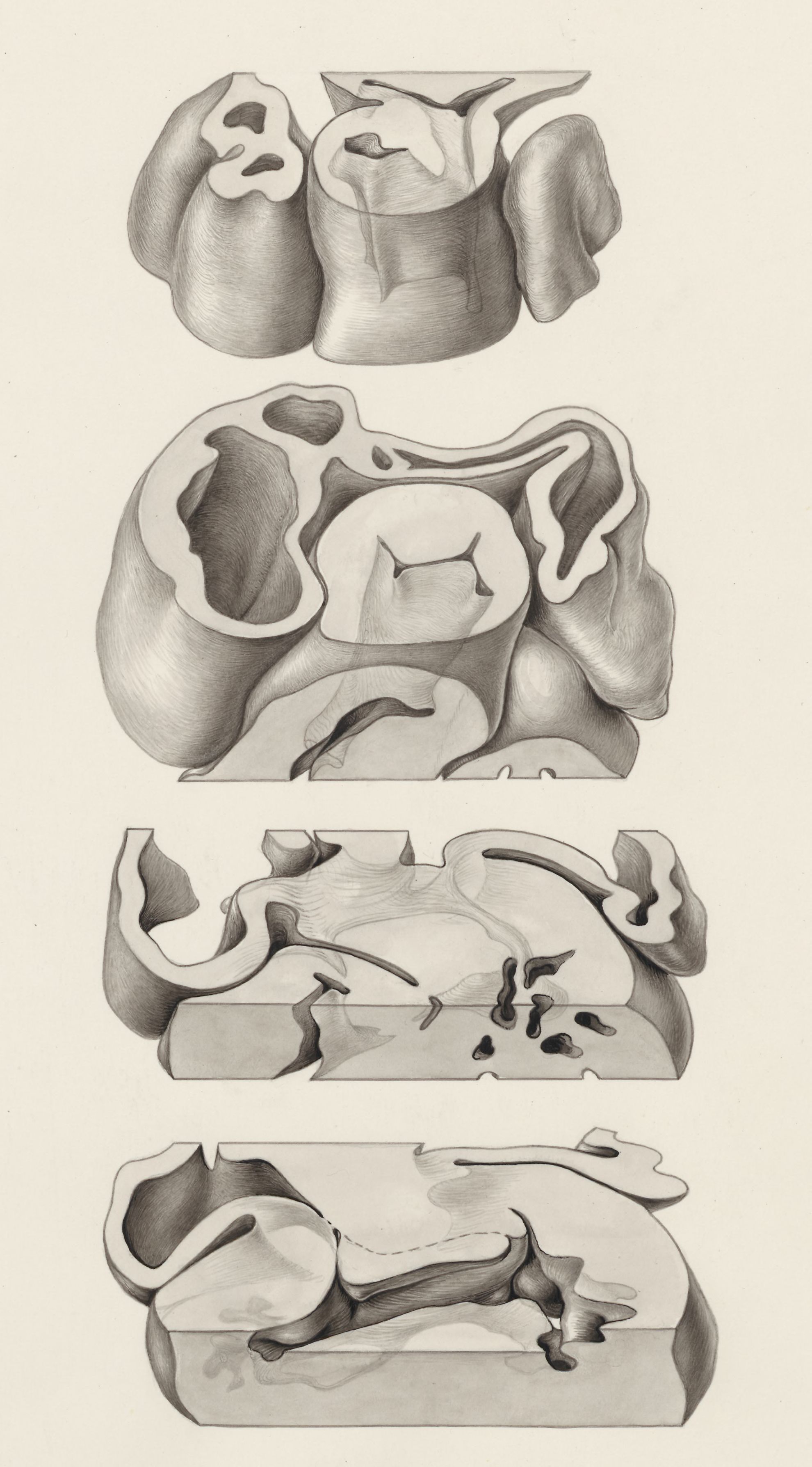Coupes of the embryonic heart