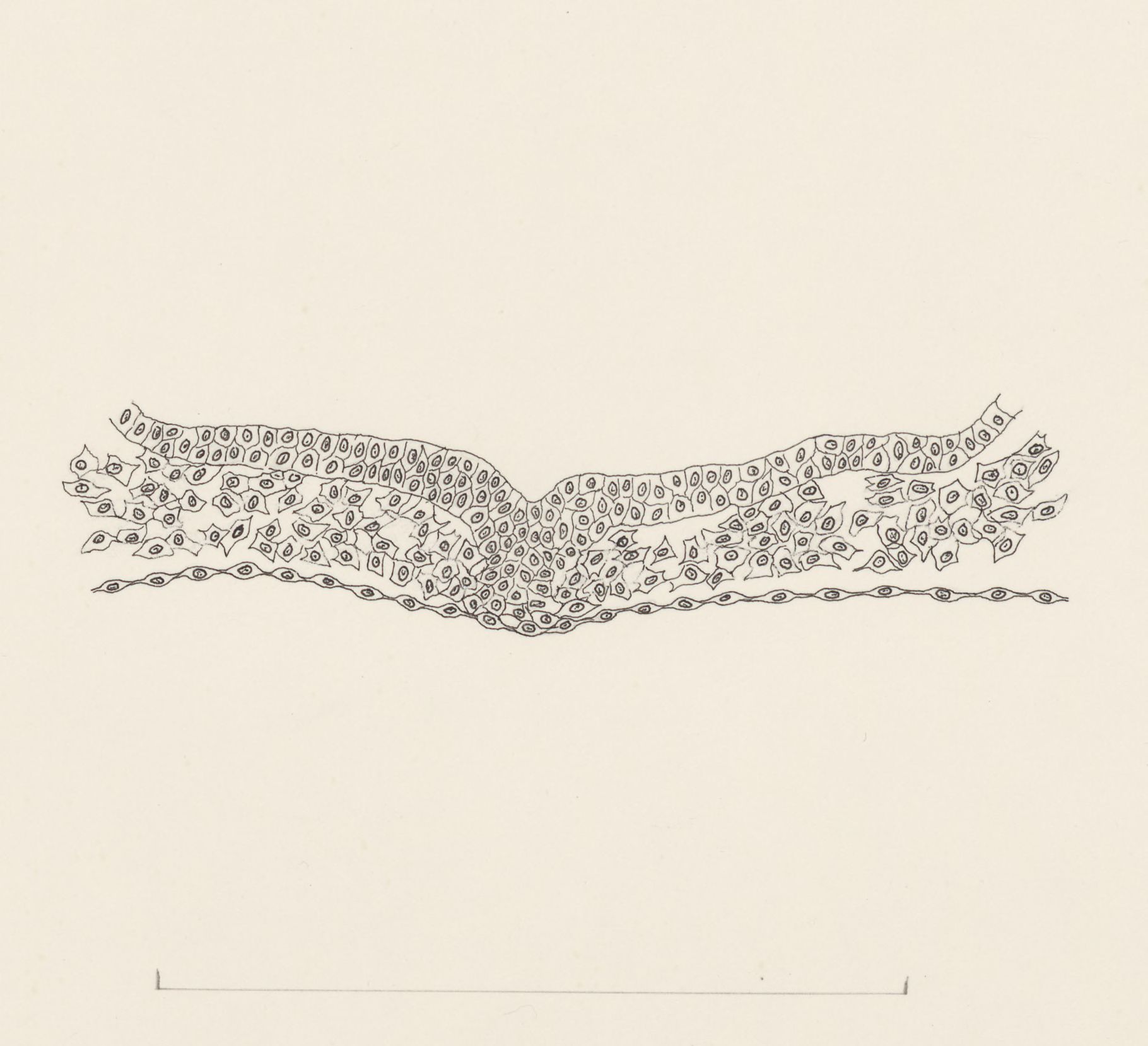 Cellular structure of the embryonic heart