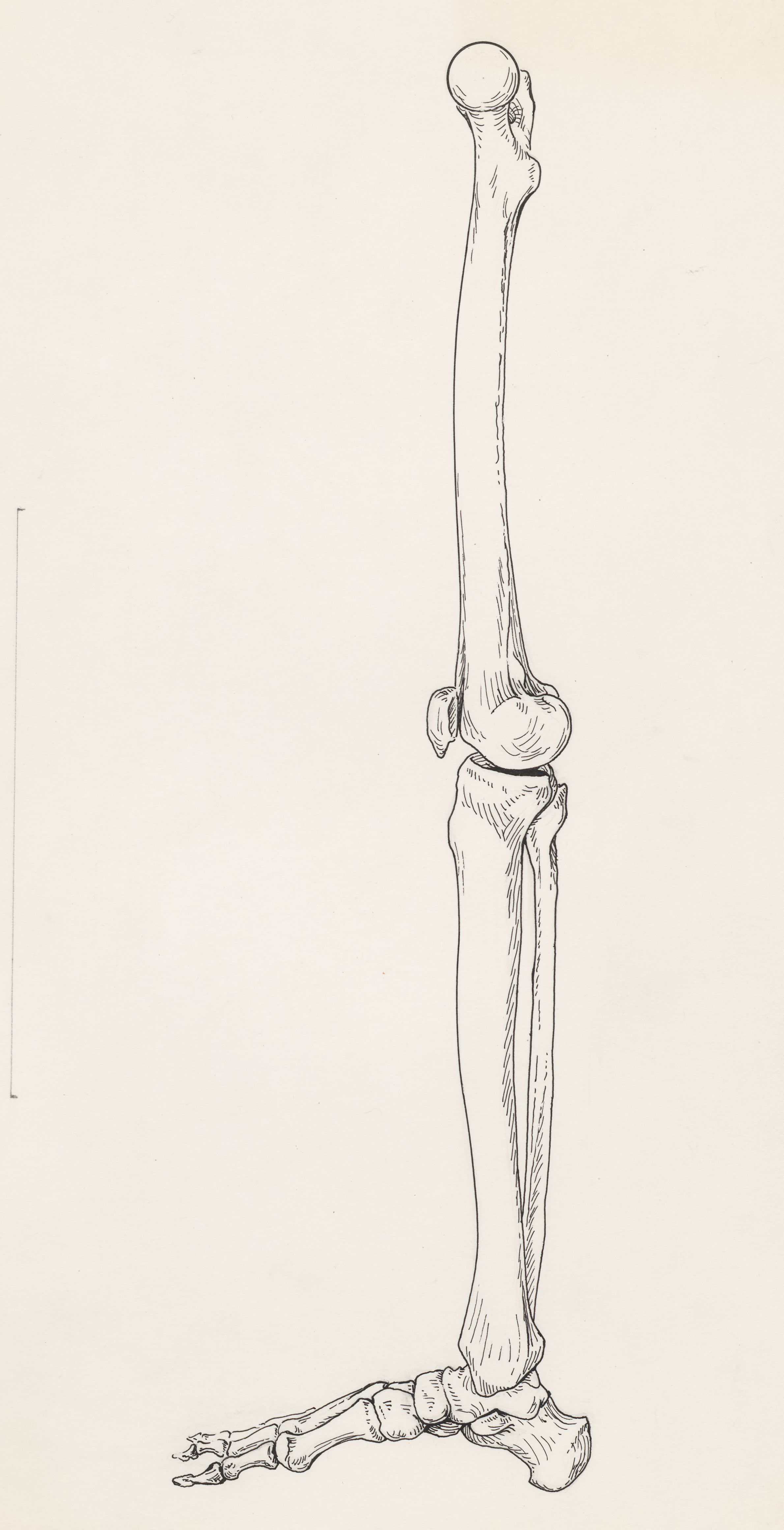 Bones of the human leg and foot