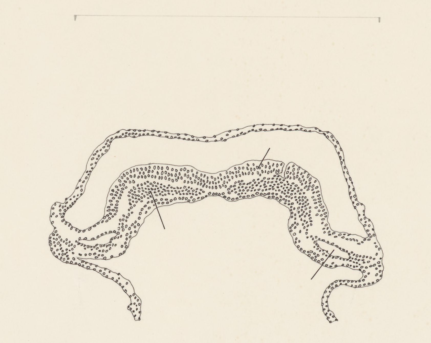 Cellular structure of the embryonic heart