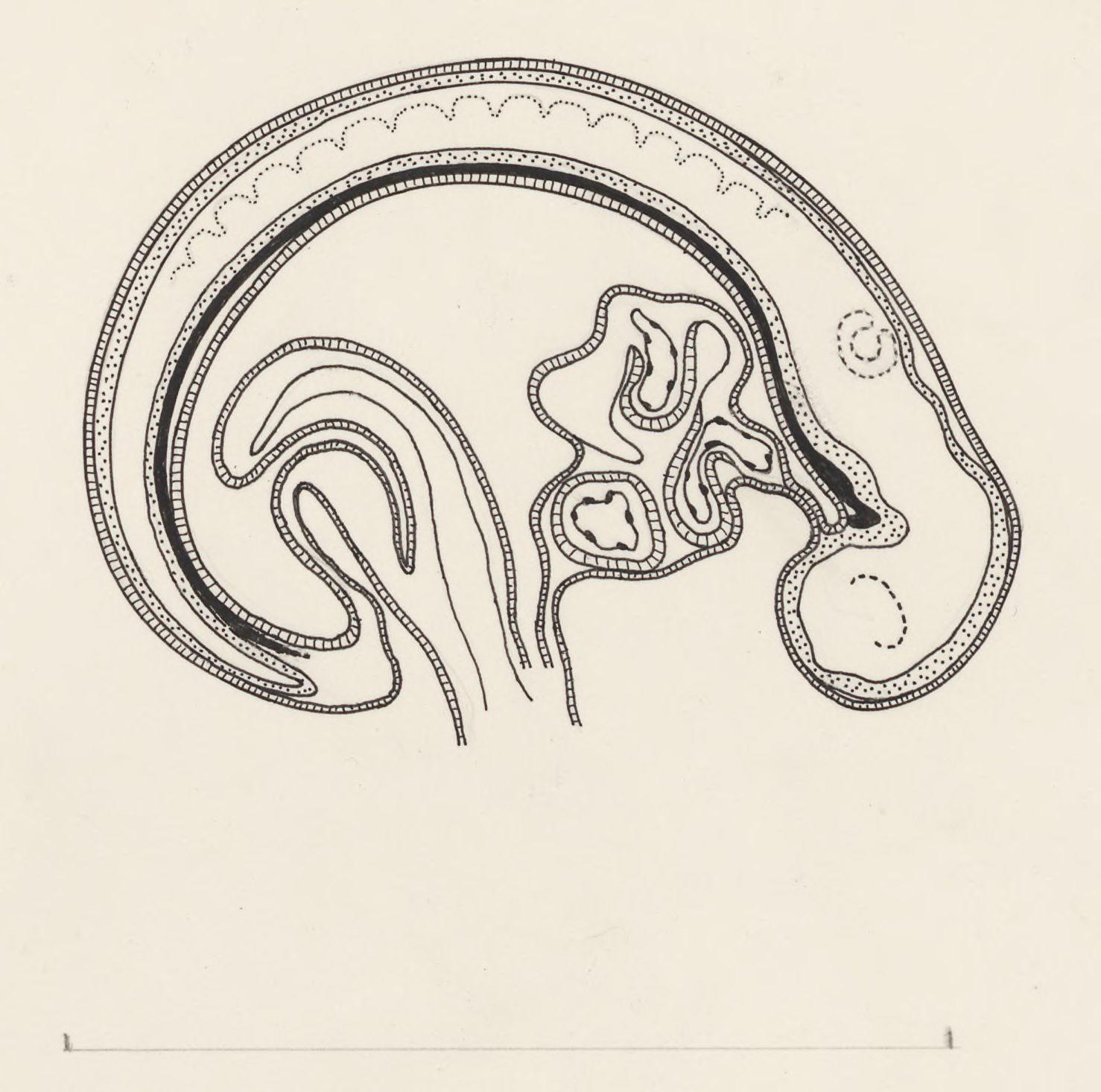 Cellular structure of the embryonic tissue