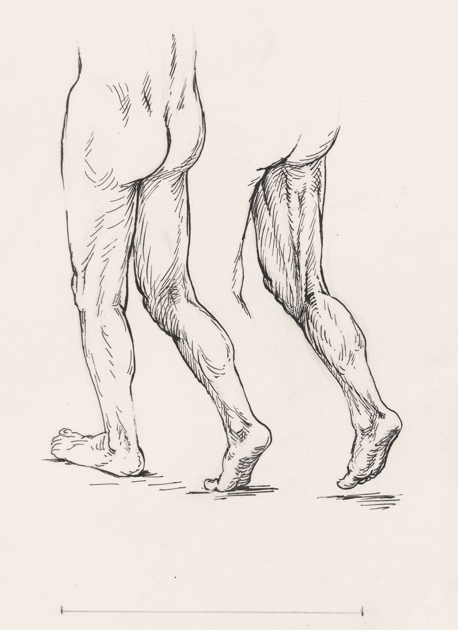 Movement of the human legs