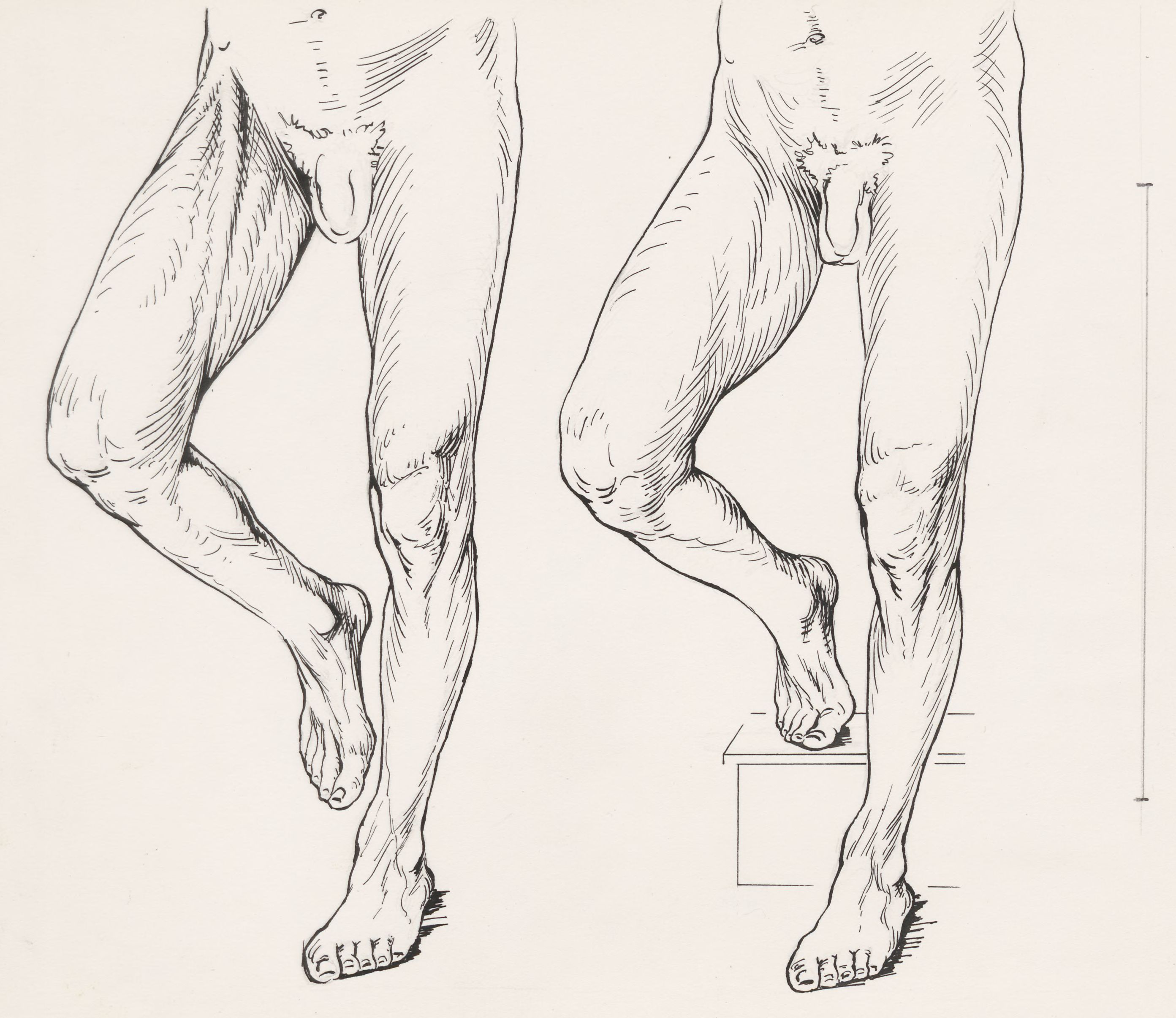 Movement of the male legs