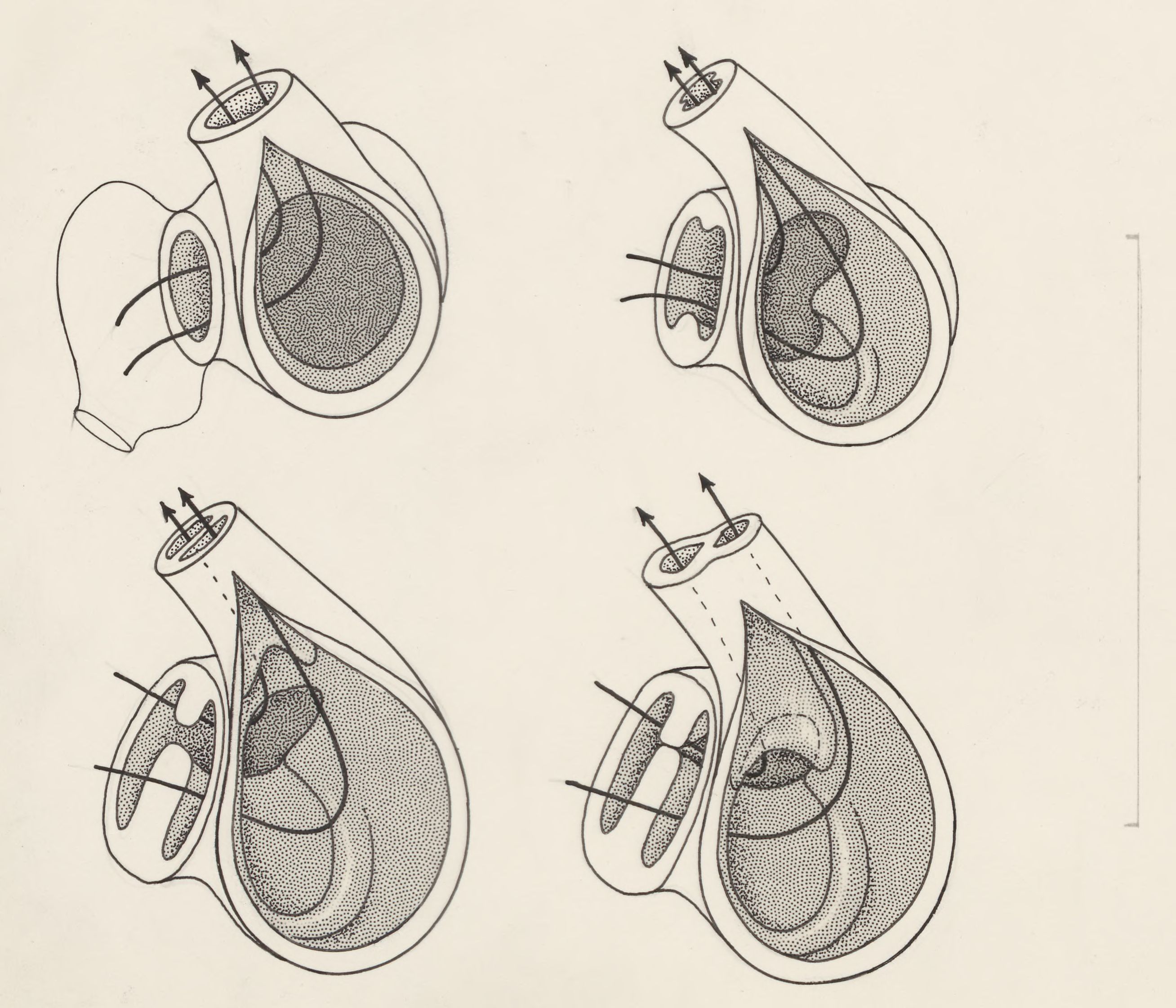 Schematical representation of the heart